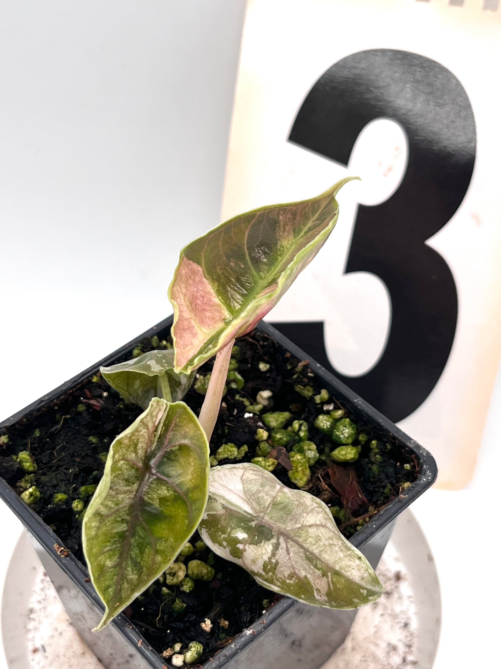 Alocasia Azlanii Variegata