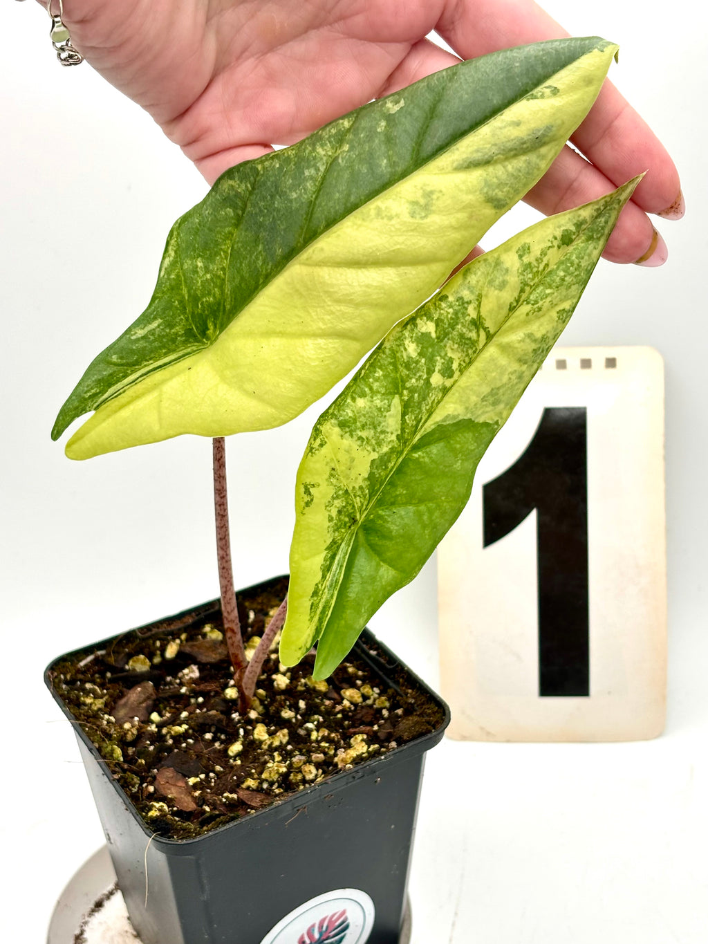 Alocasia Metallic Blue Aurea Variegata