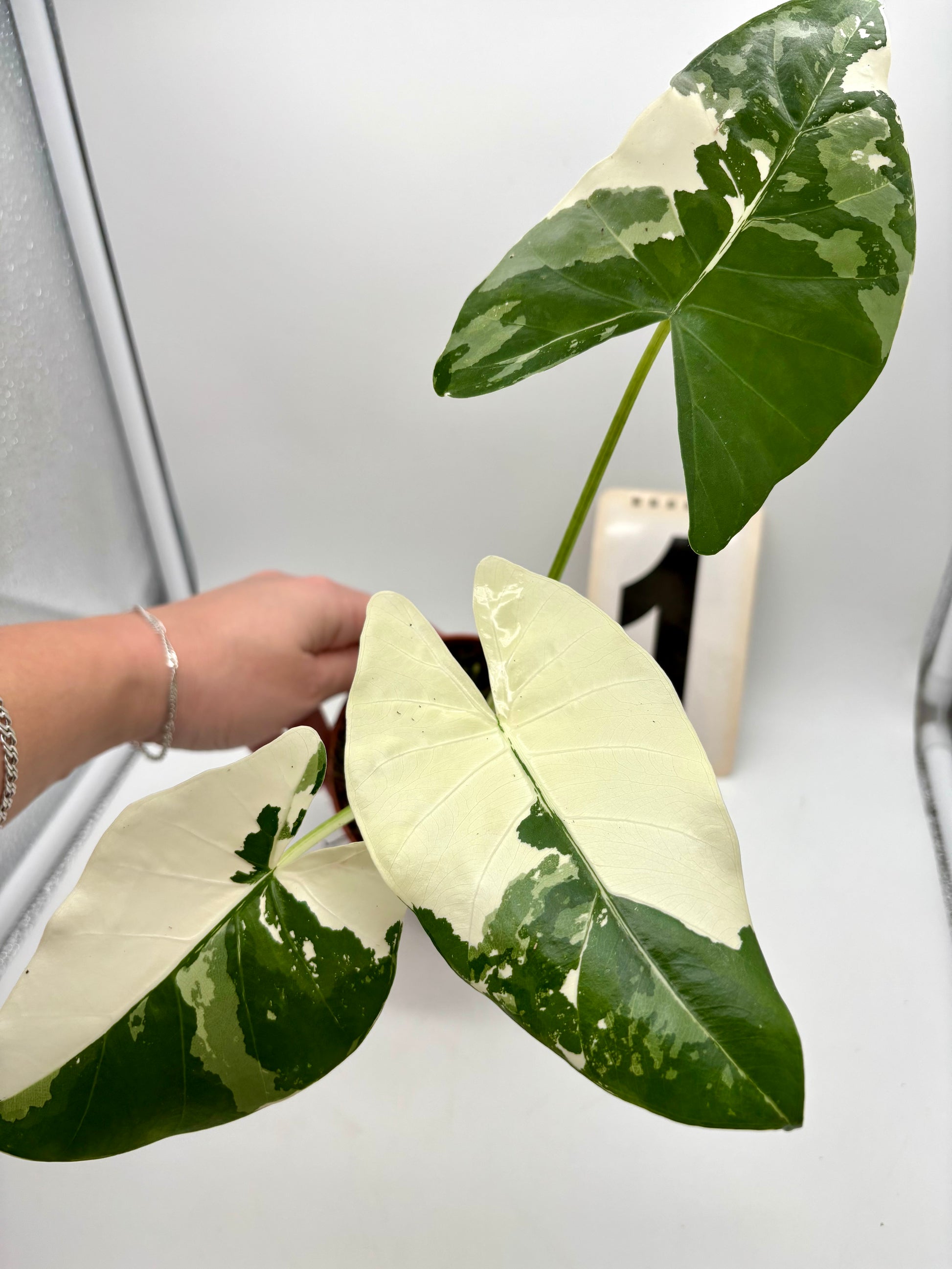 Alocasia Macrorrhiza Albo Variegata