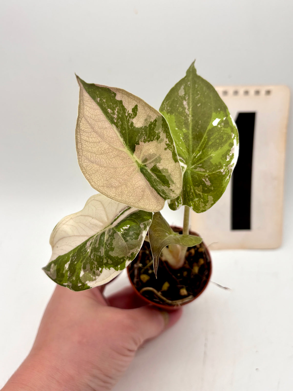 Alocasia Wentii Albo mit pinken Variegationen, exotische Zimmerpflanze mit großen grünen Blättern und weißen Mustern