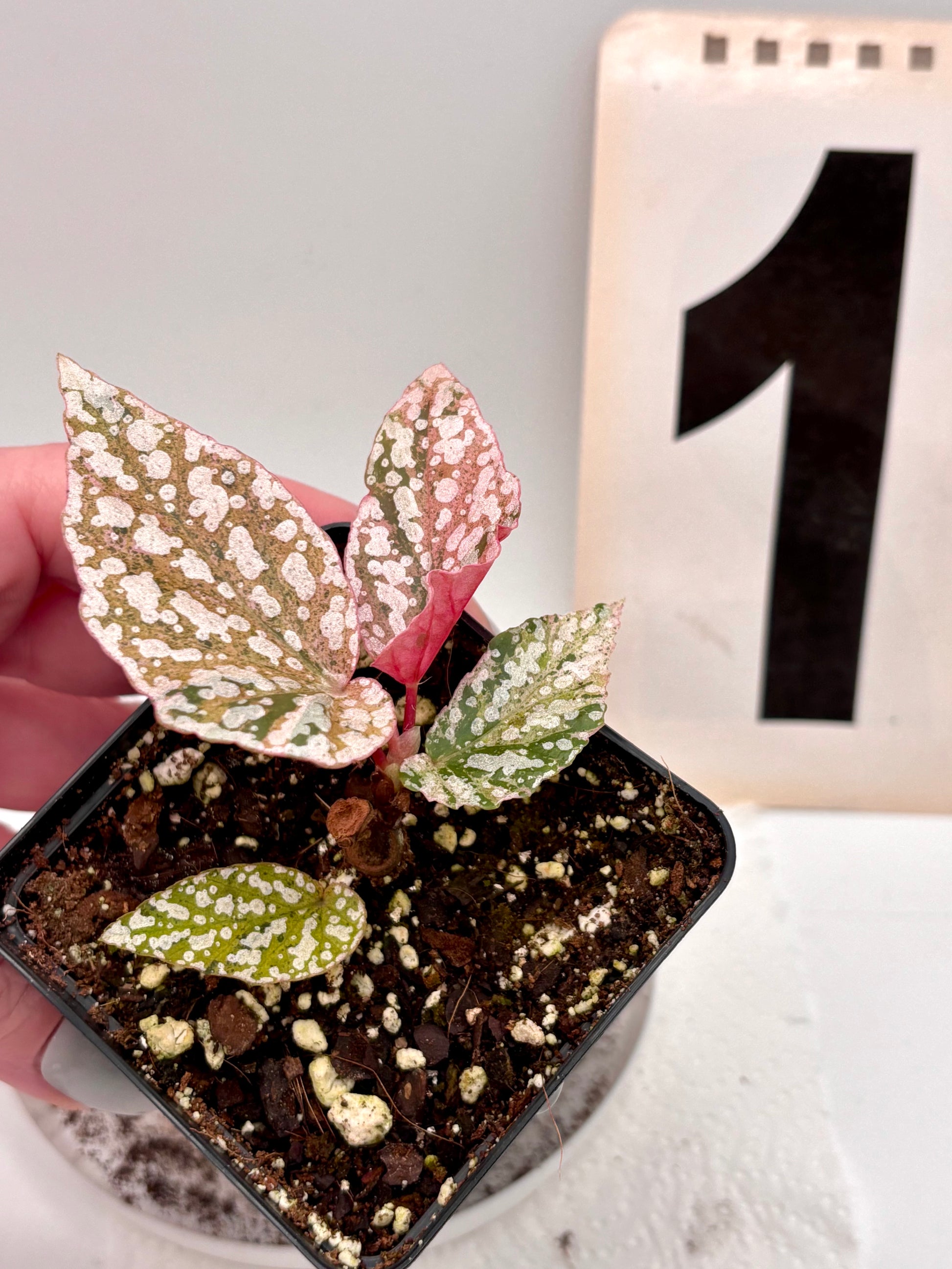 Begonia Snowcap Variegata