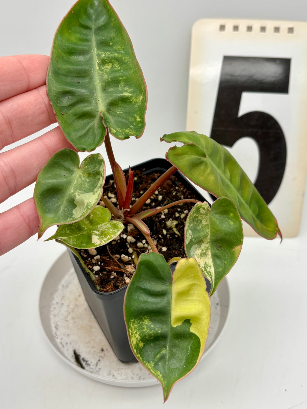 Philodendron Billietiae Variegata