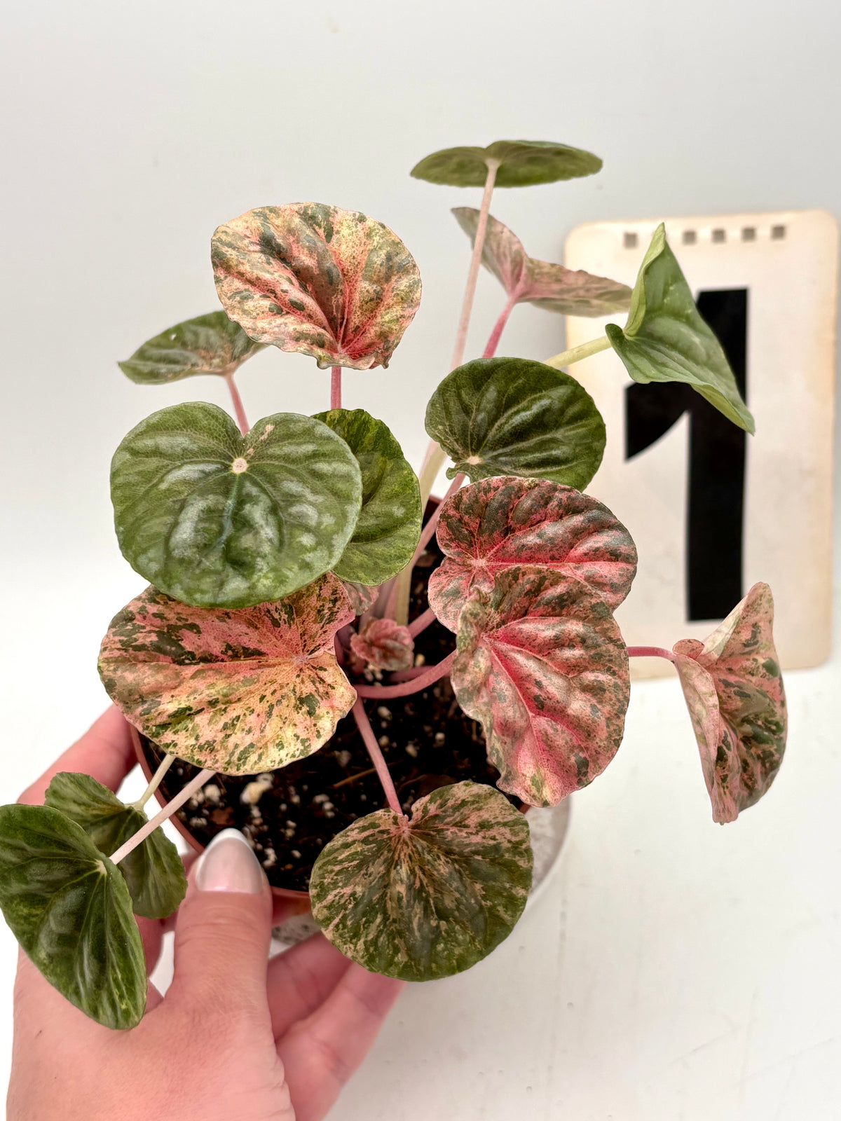Variegierte Peperomia Caperata Pflanze von Exotic-Flowers, grüne Blätter mit weißen Mustern, schöne Zimmerpflanze
