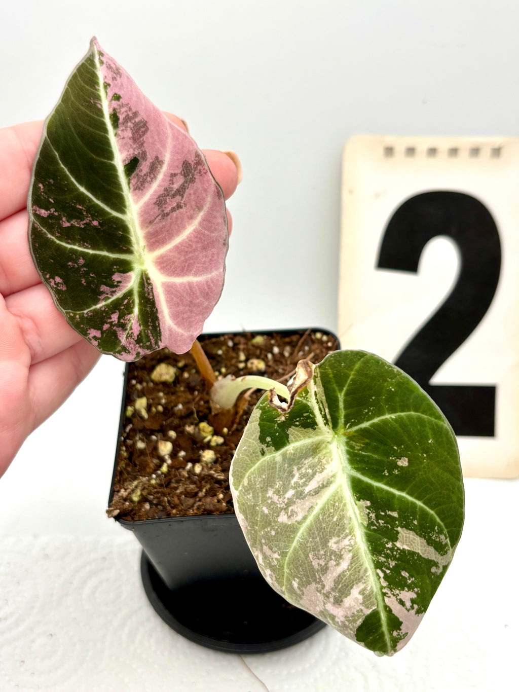 Alocasia Black Velvet Variegata