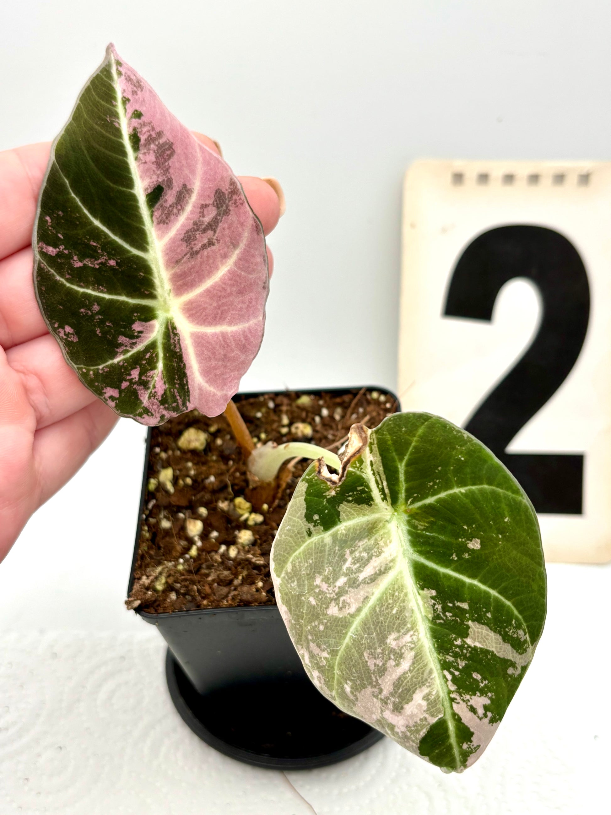 Alocasia Black Velvet Variegata