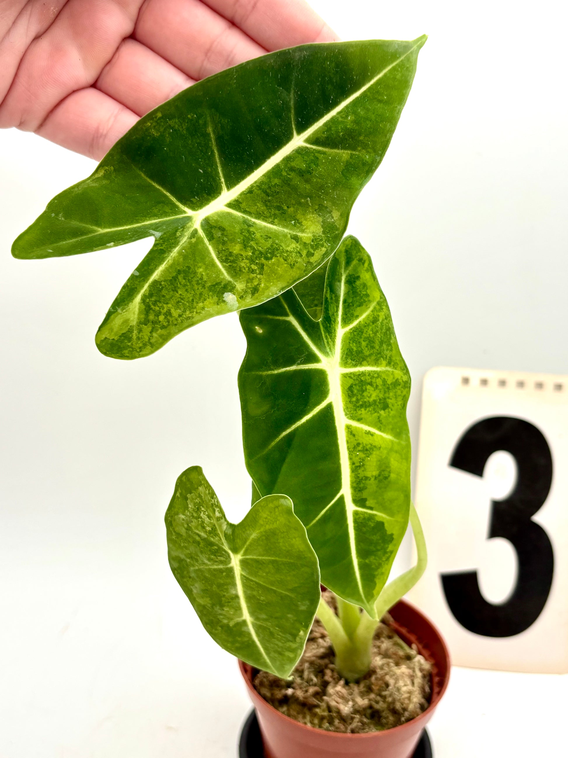 Alocasia Frydek Aurea