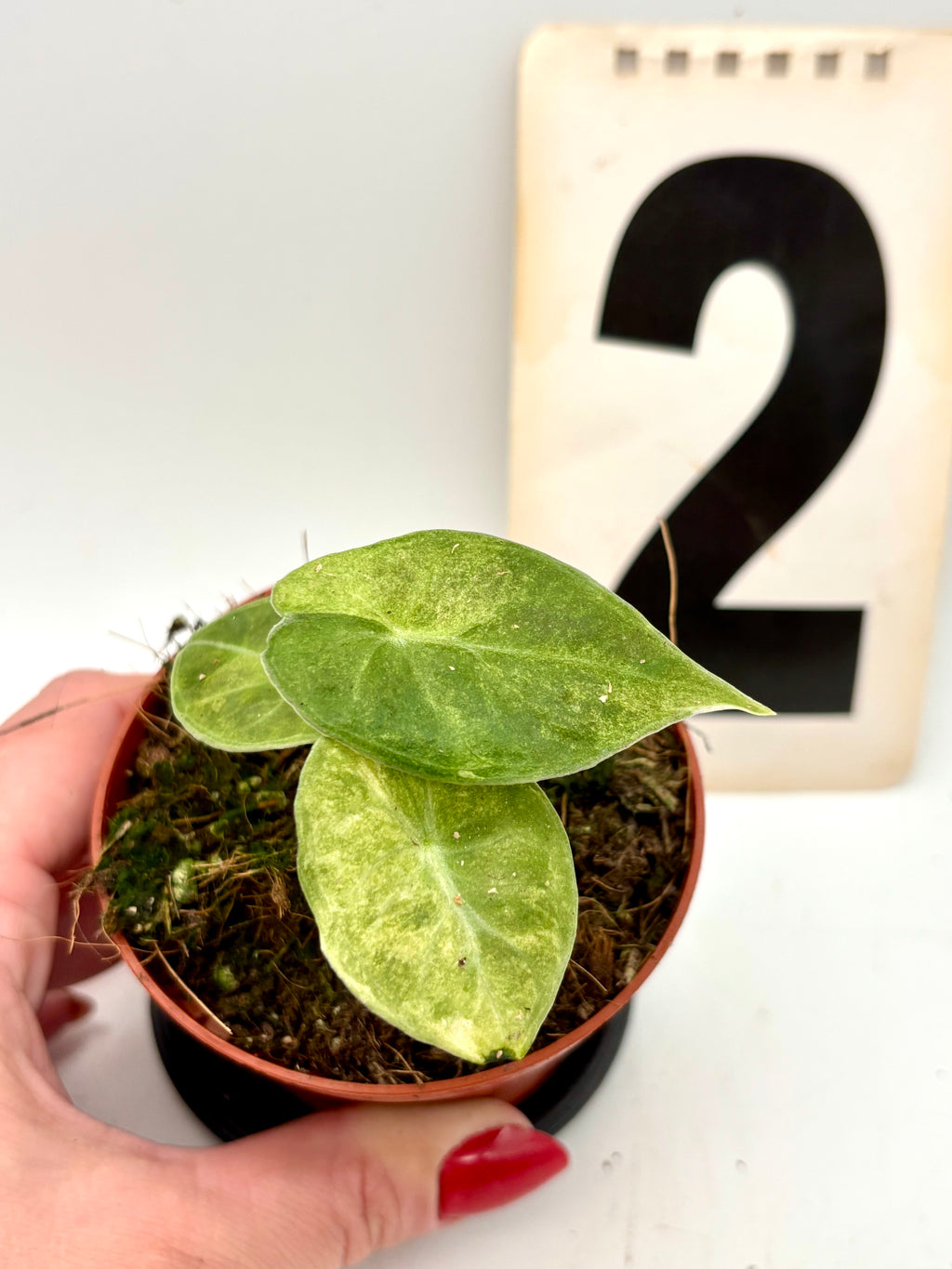 Alocasia Watsoniana Lightning Variegata Pflanze von Exotic-Flowers mit großen grünen Blättern mit weißen Variegationsmustern