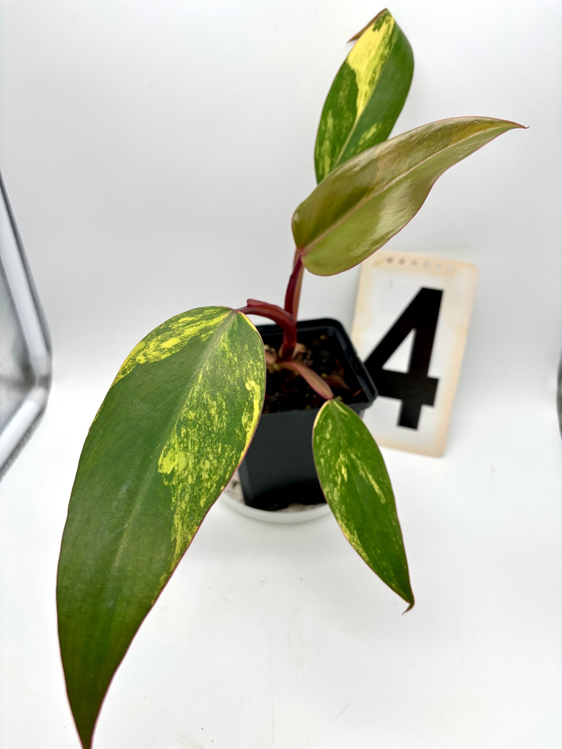 Philodendron Strawberry Shake
