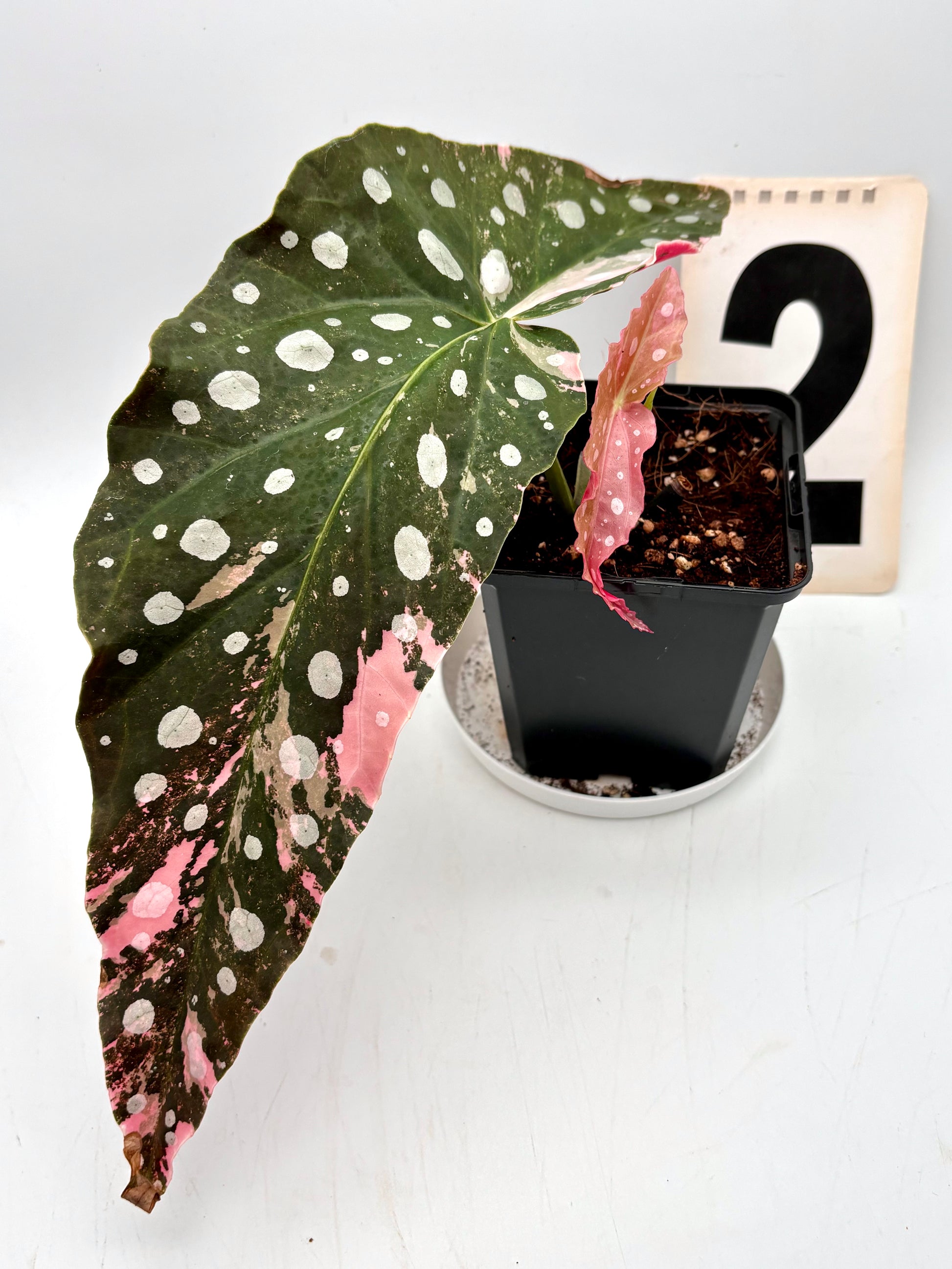 Begonia Maculata Pink Variegata