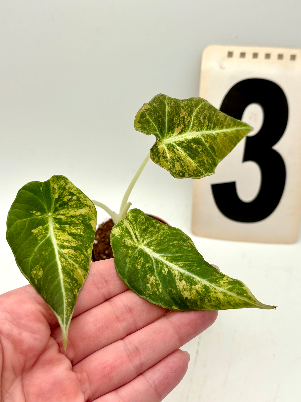 Alocasia Black Velvet Aurea Variegata Pflanze mit schwarzen samtigen Blättern und goldgelben Variegationen, Indoor-Deko, exotisch.