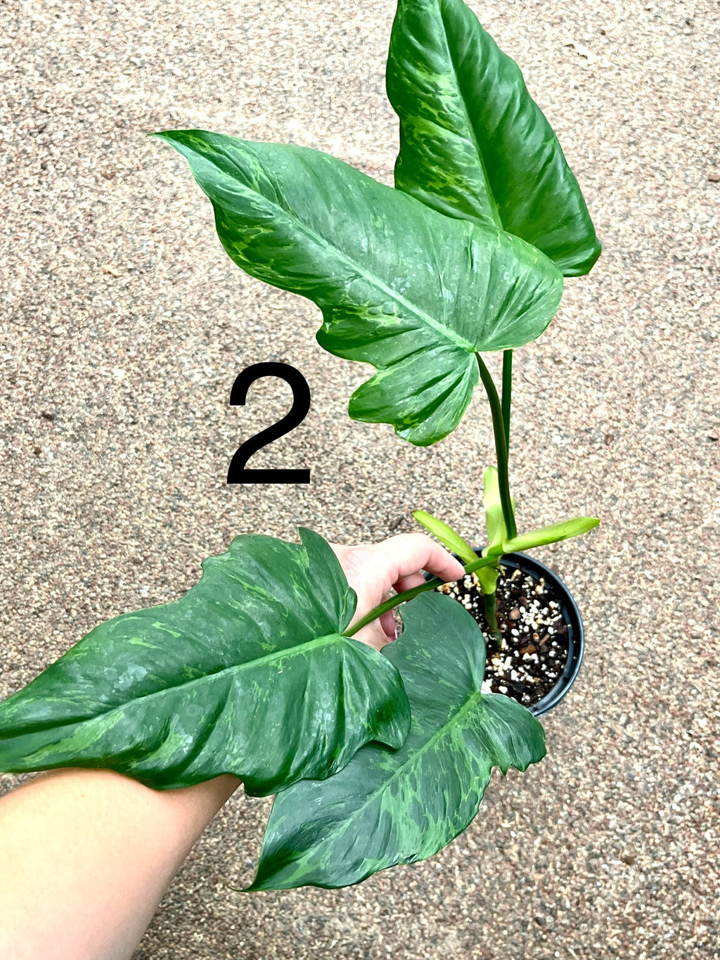 Philodendron Golden Dragon Lime Fiddle