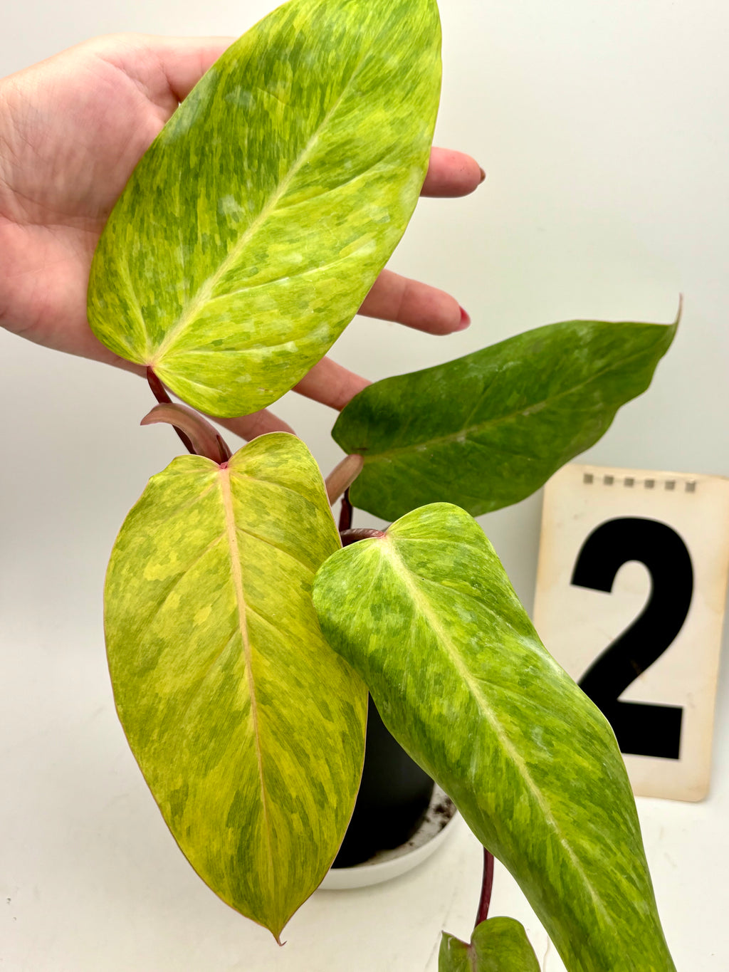 Philodendron Painted Lady