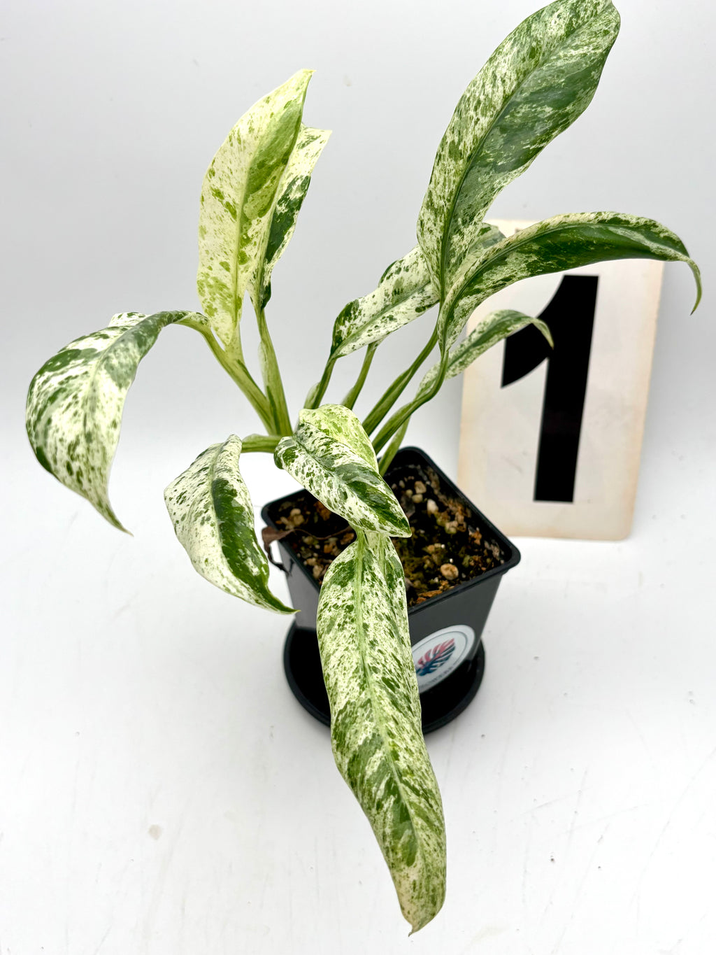 Epipremnum Giganteum Variegata - Exotic-Flowers