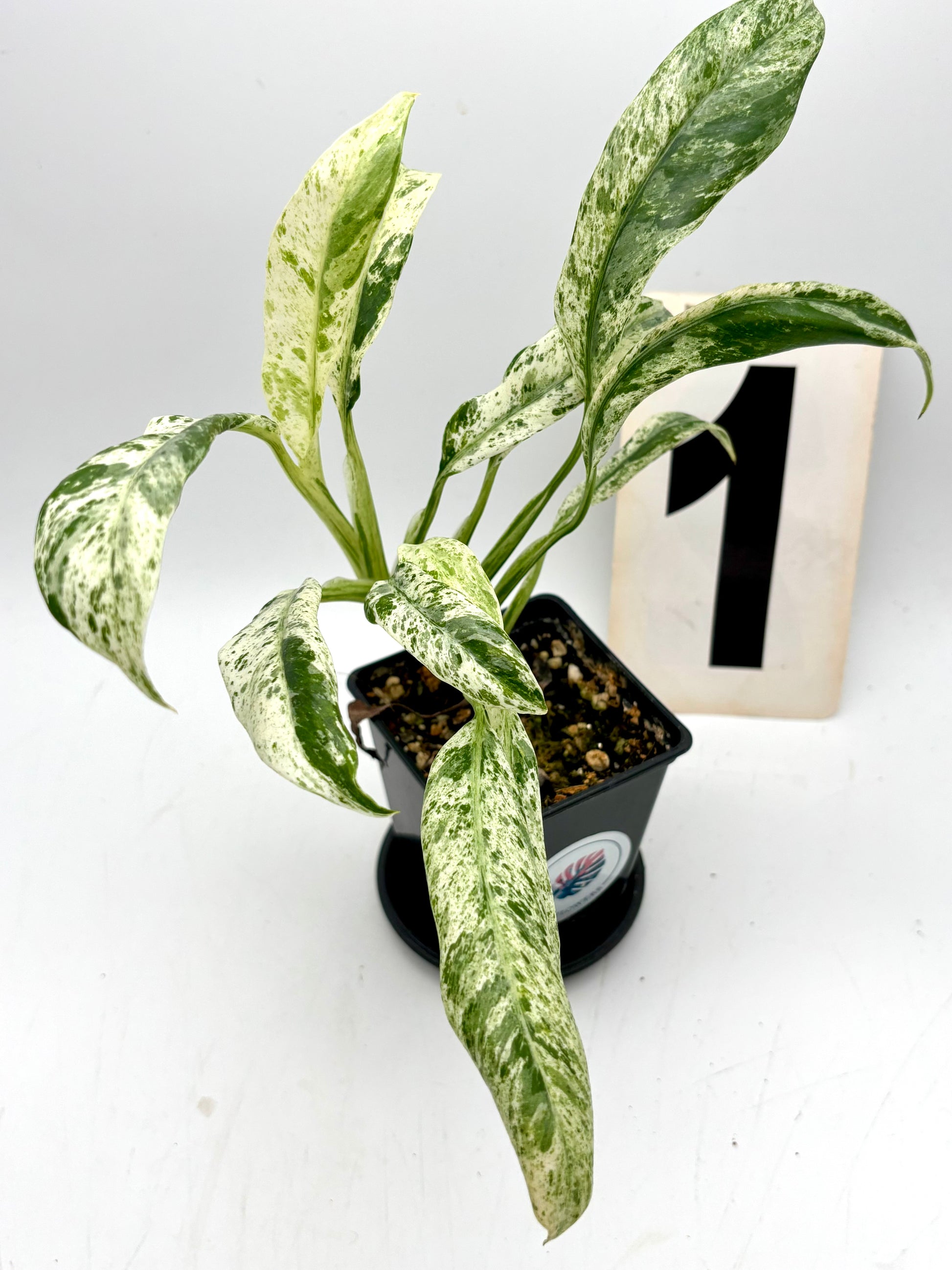 Epipremnum Giganteum Variegata - Exotic-Flowers
