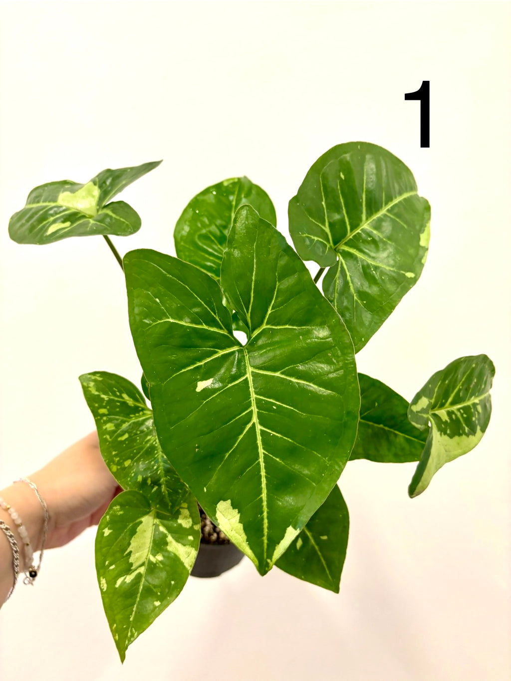 Syngonium Panda Pflanze mit grünen Blättern und weißen Mustern, dekorative Zimmerpflanze von Exotic-Flowers, Nahaufnahme