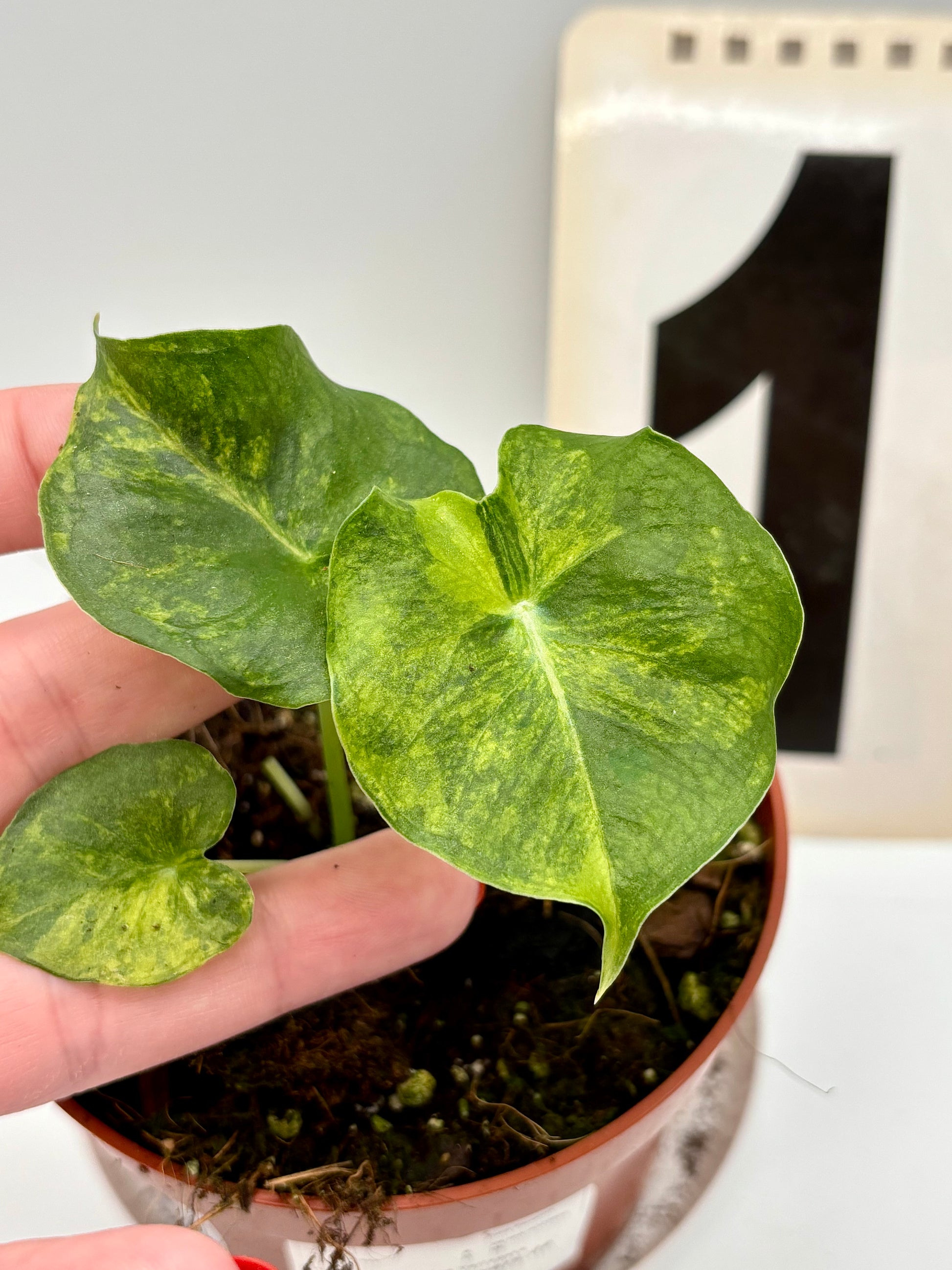 Alocasia London Eye Variegata