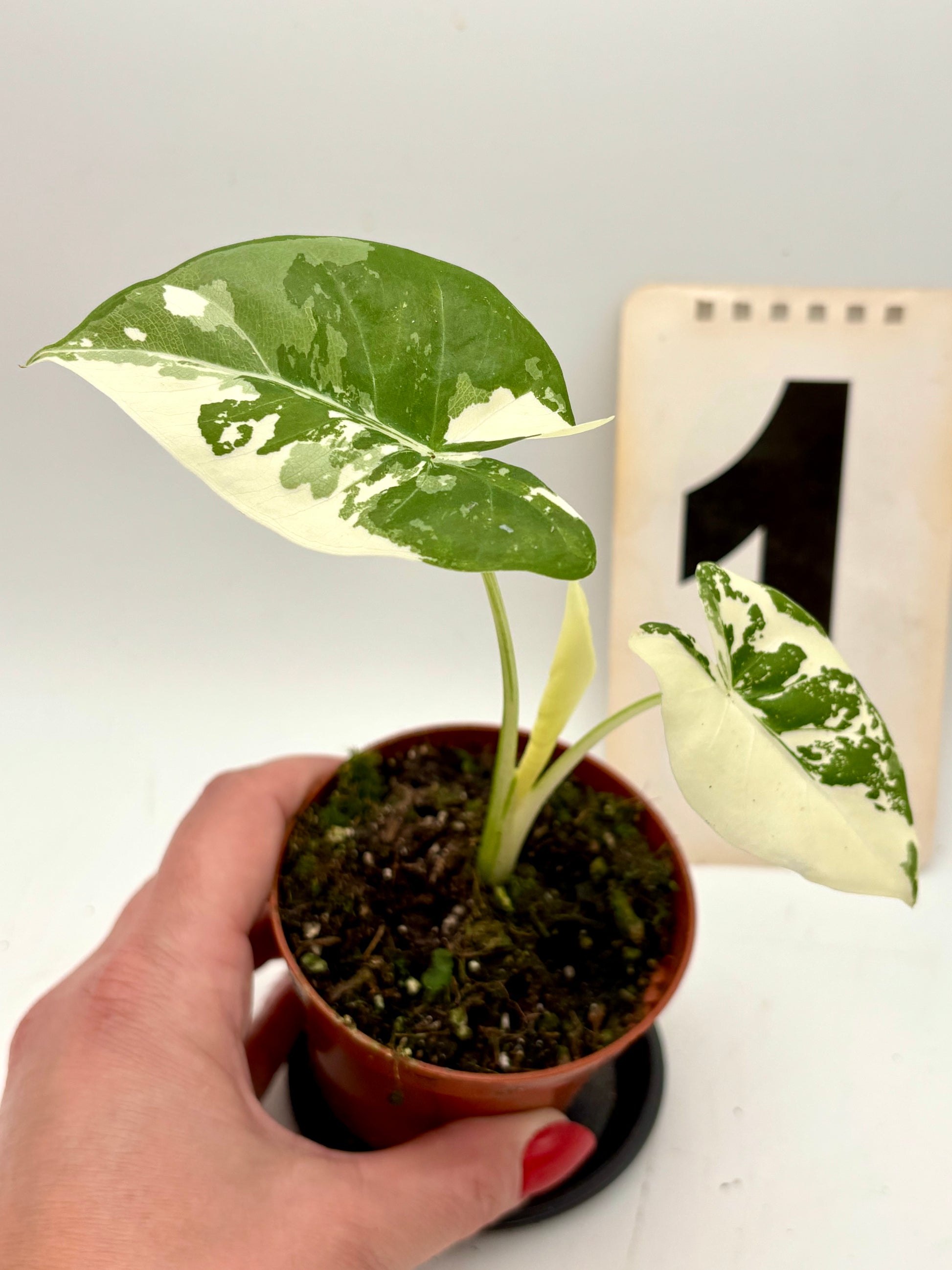 Alocasia Macrorrhiza Albo Variegata Pflanze mit großen grün-weißen Blättern, exotisch und dekorativ, von Exotic-Flowers