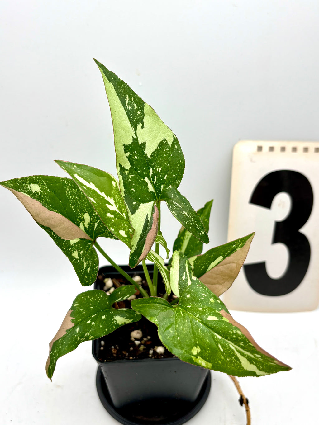 Syngonium Red Spot Tricolor