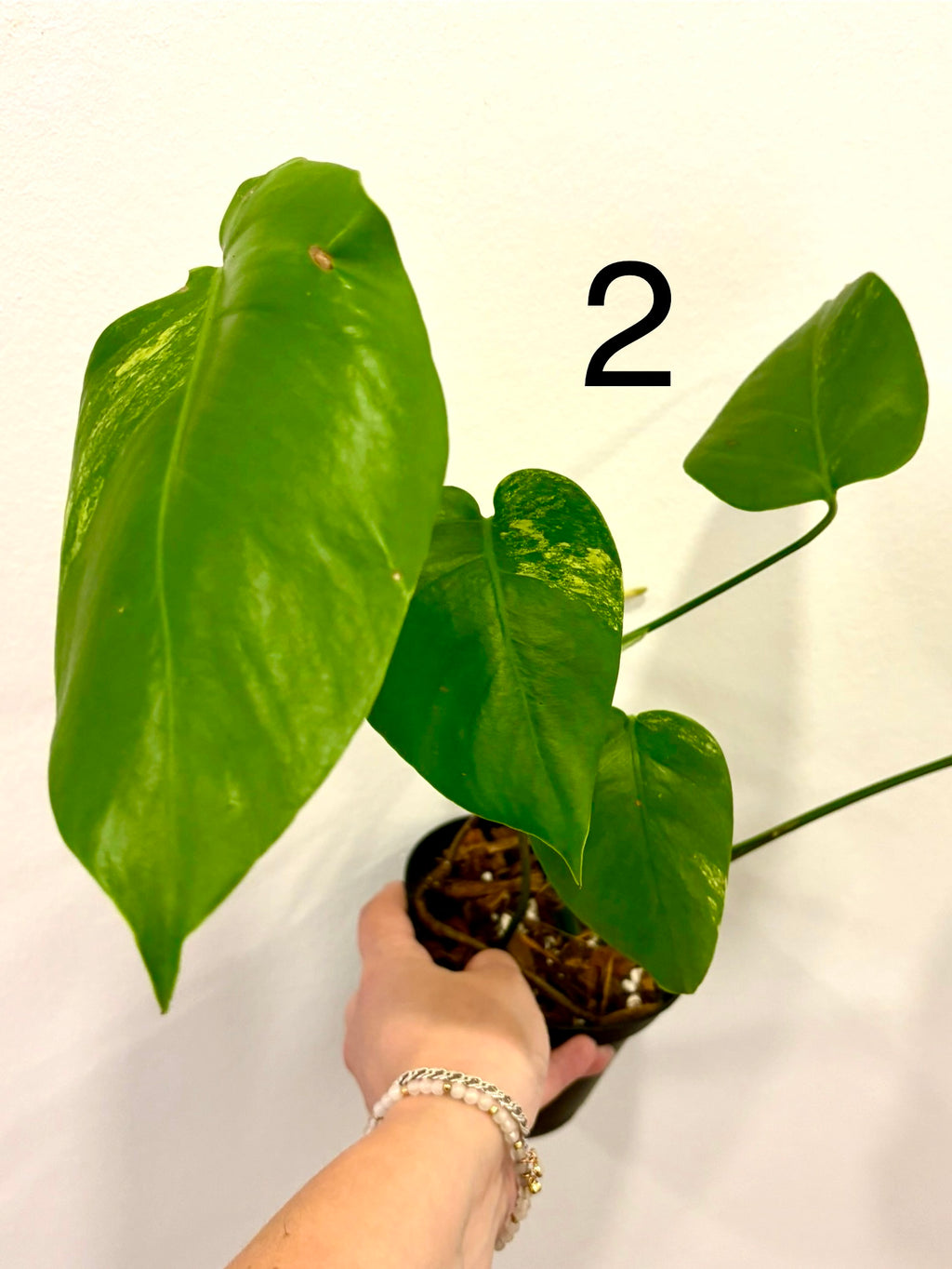 Monstera Aurea Variegata