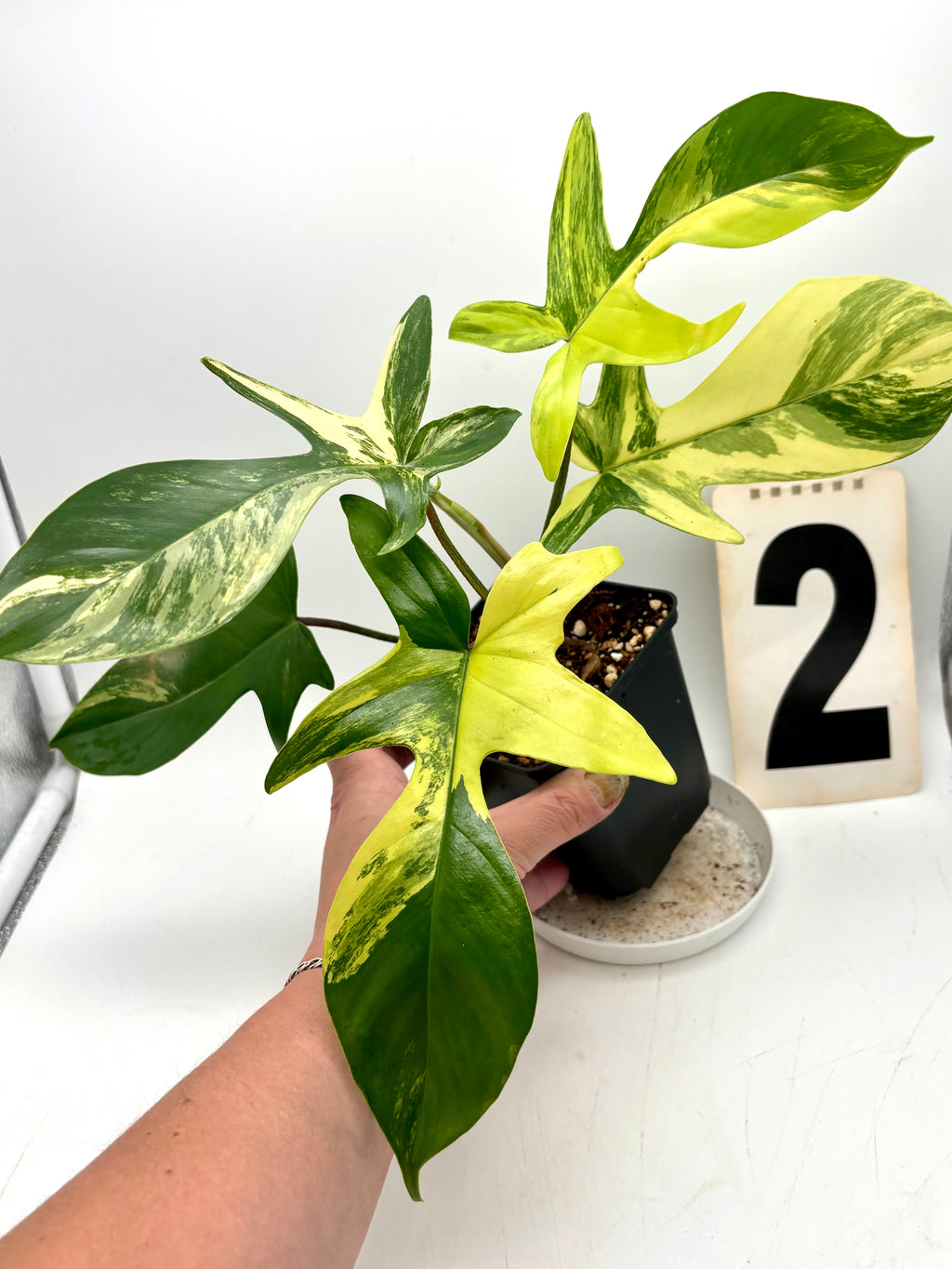 Grüner Philodendron Florida Beauty von Exotic-Flowers mit großen, herzförmigen Blättern in einem Topf, lebendige Zimmerpflanze