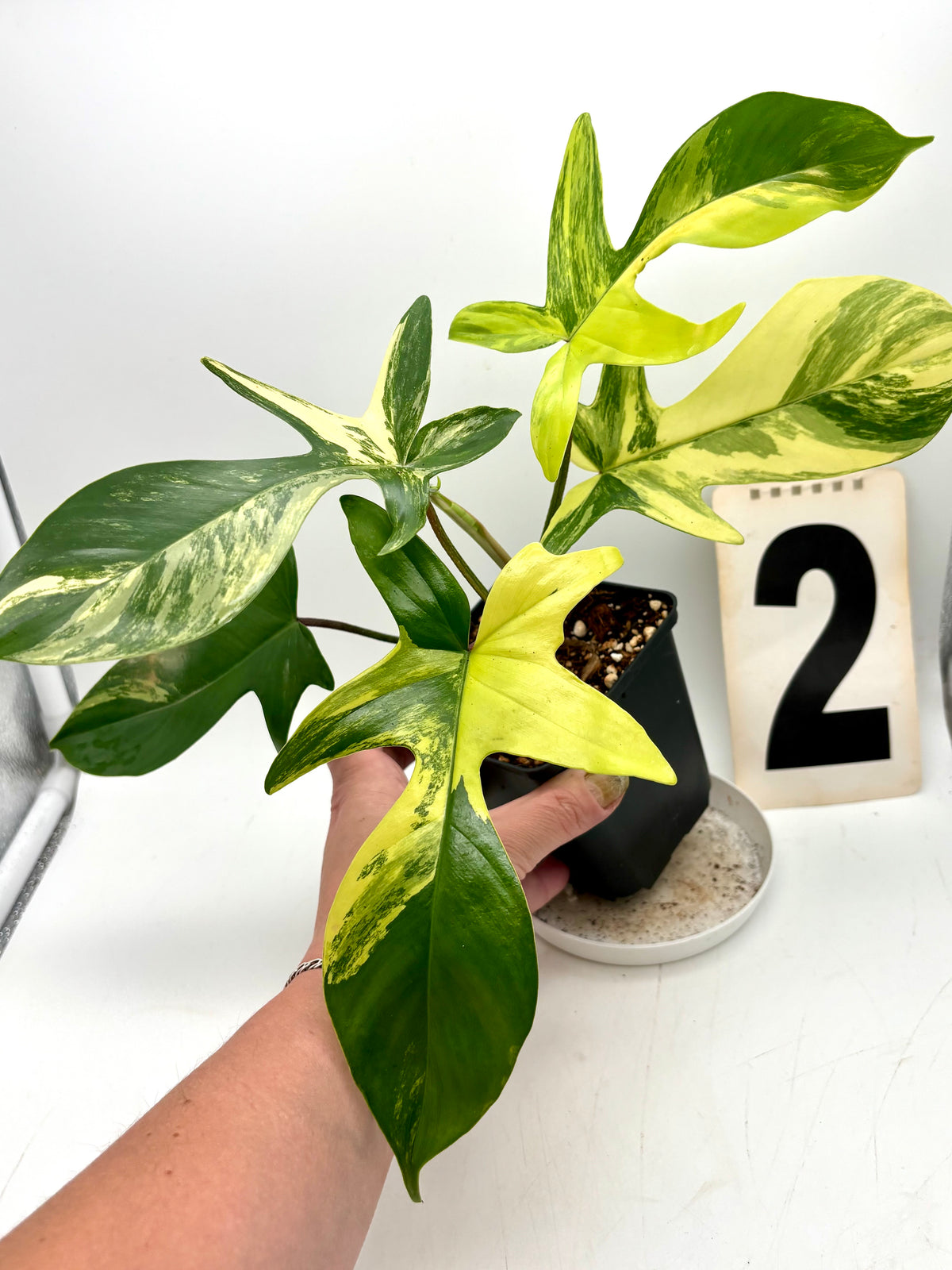 Grüner Philodendron Florida Beauty von Exotic-Flowers mit großen, herzförmigen Blättern in einem Topf, lebendige Zimmerpflanze
