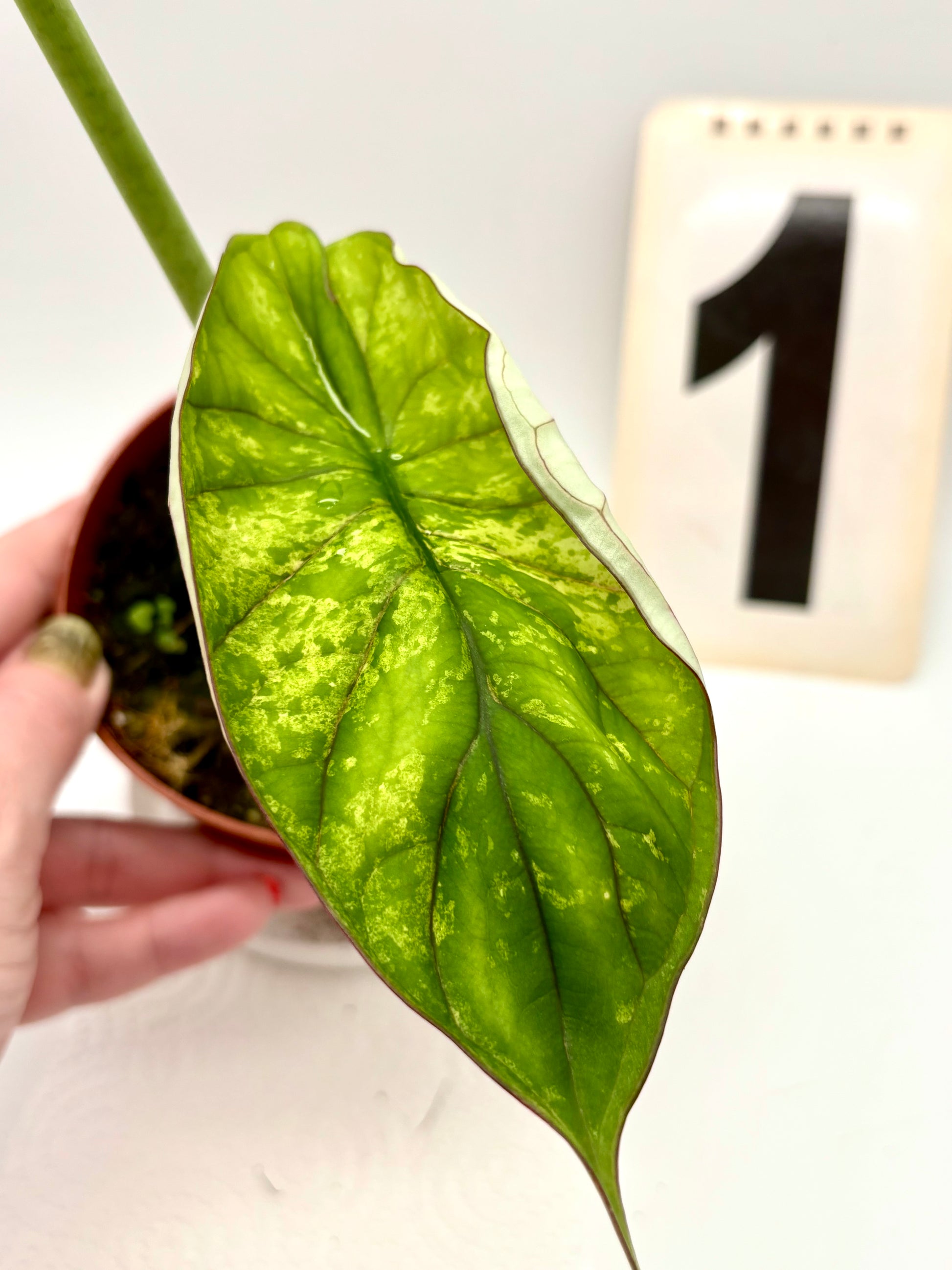 Alocasia Dragon Scale Mint