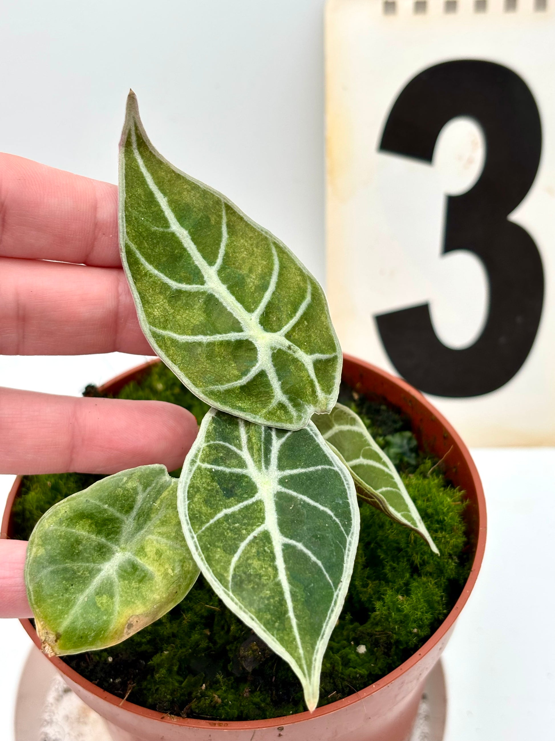 Alocasia Watsoniana Lightning Variegata Pflanze mit grünen und weißen variegierten Blättern, exotische Zimmerpflanze von Exotic-Flowers
