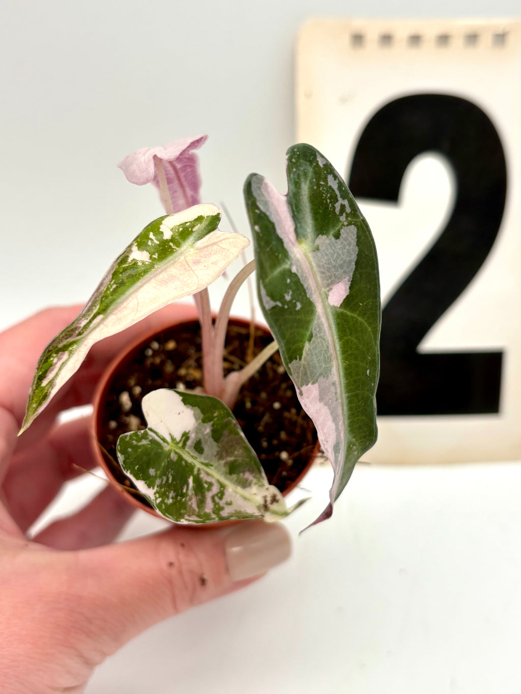 Variegierte Alocasia Bambino Pflanze von Exotic-Flowers mit großen grün-weißen Blättern, Zimmerpflanze, Nahaufnahme