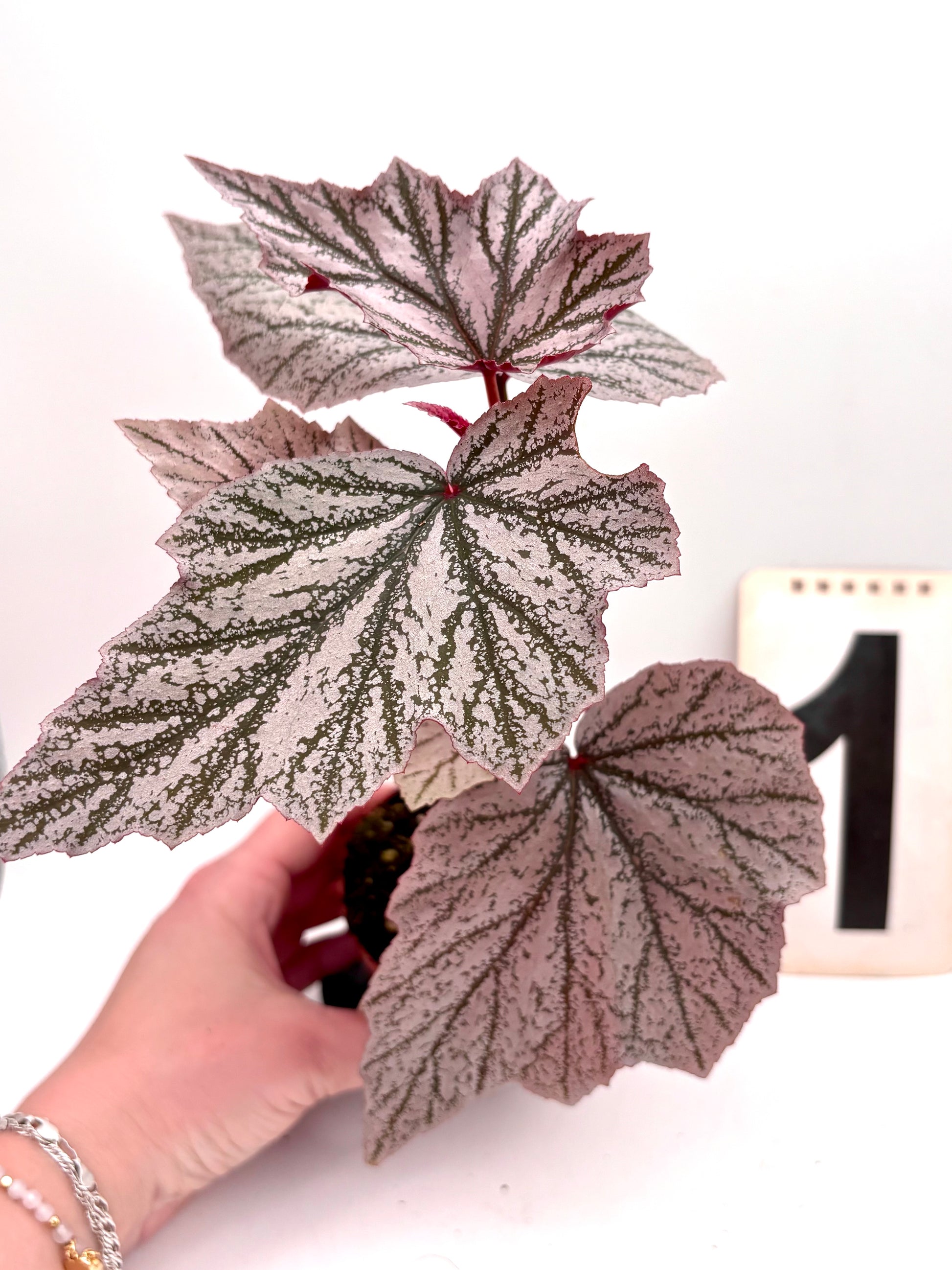 Exotische Begonie Pink Minx Pflanze mit großen pinken Blättern, Topf, auf weißem Hintergrund, von Exotic-Flowers.