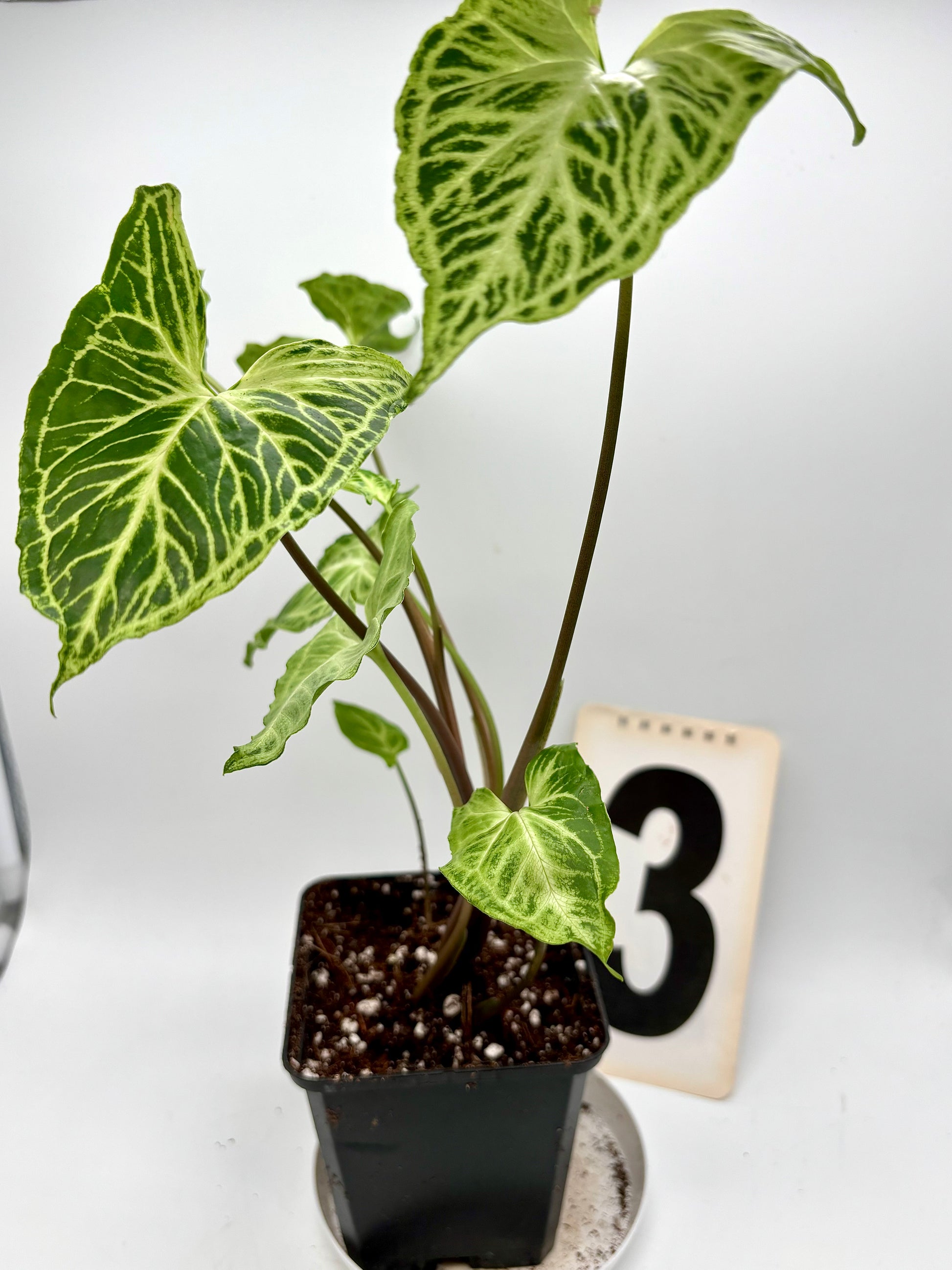Syngonium Batik / Golden Venation