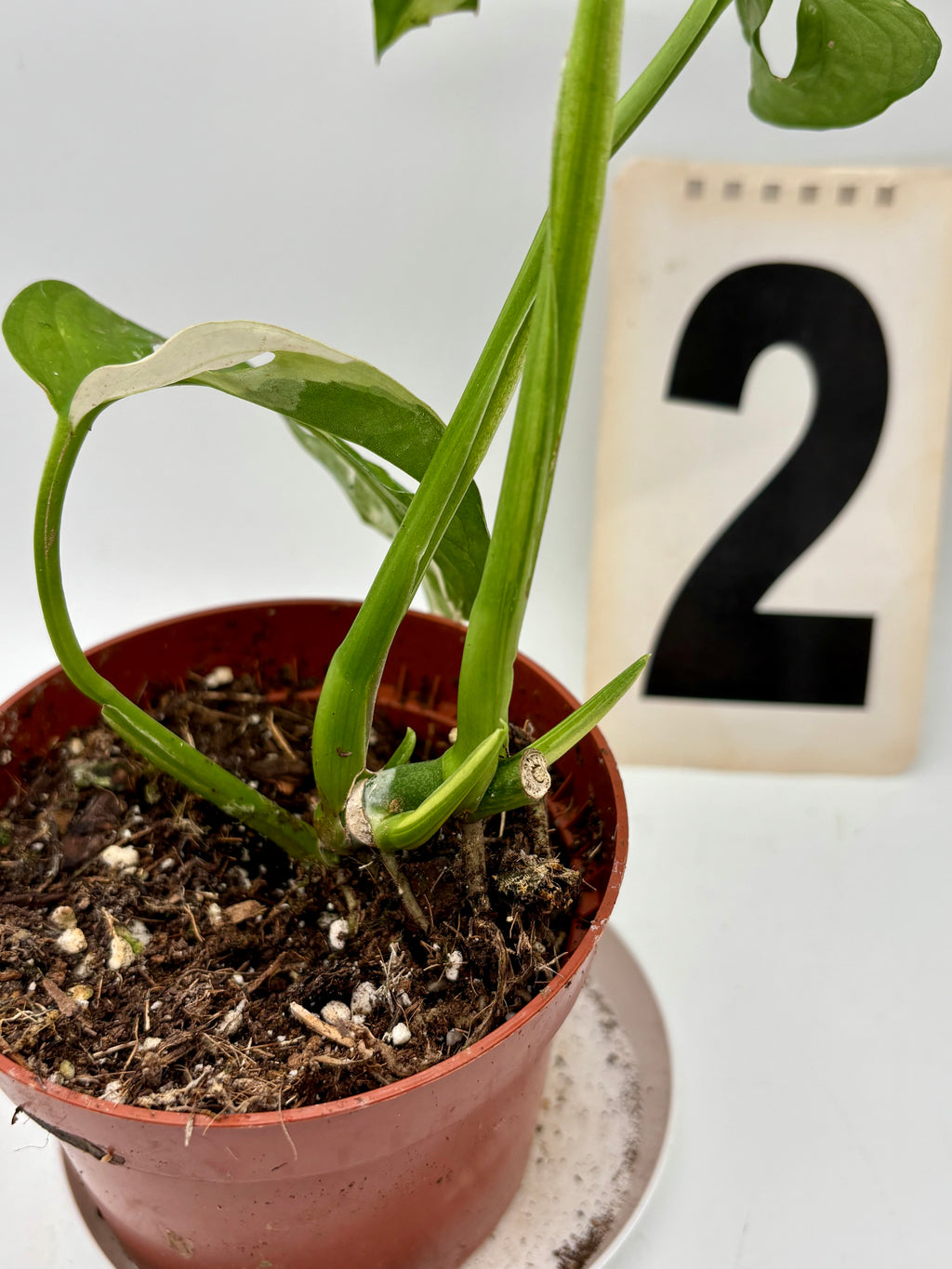Monstera Adansonii Variegata - Exotic-Flowers