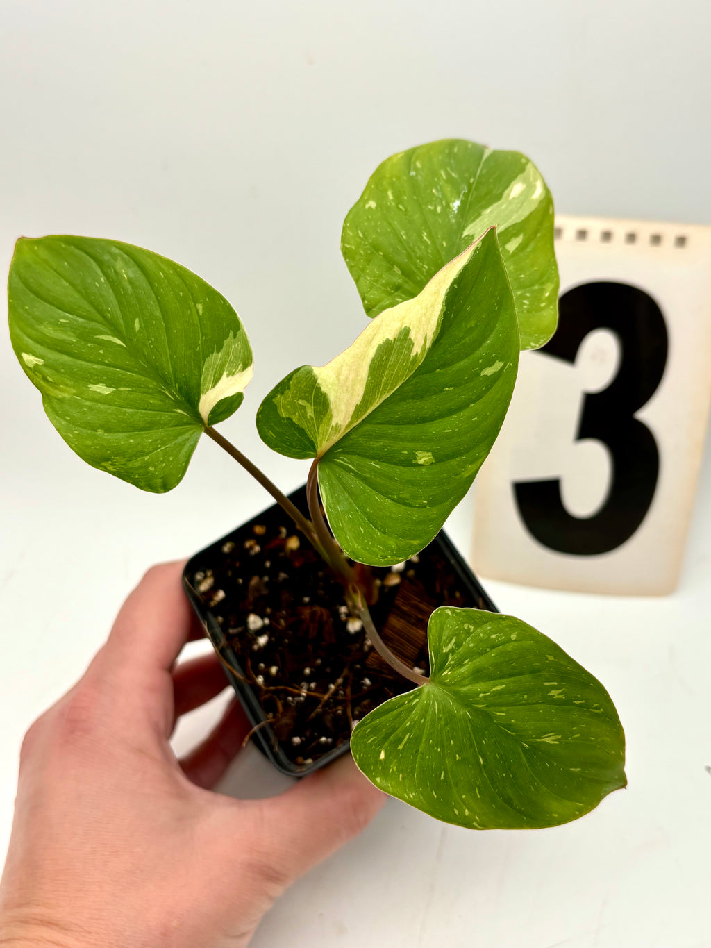 Homalomena Rubescens Variegata