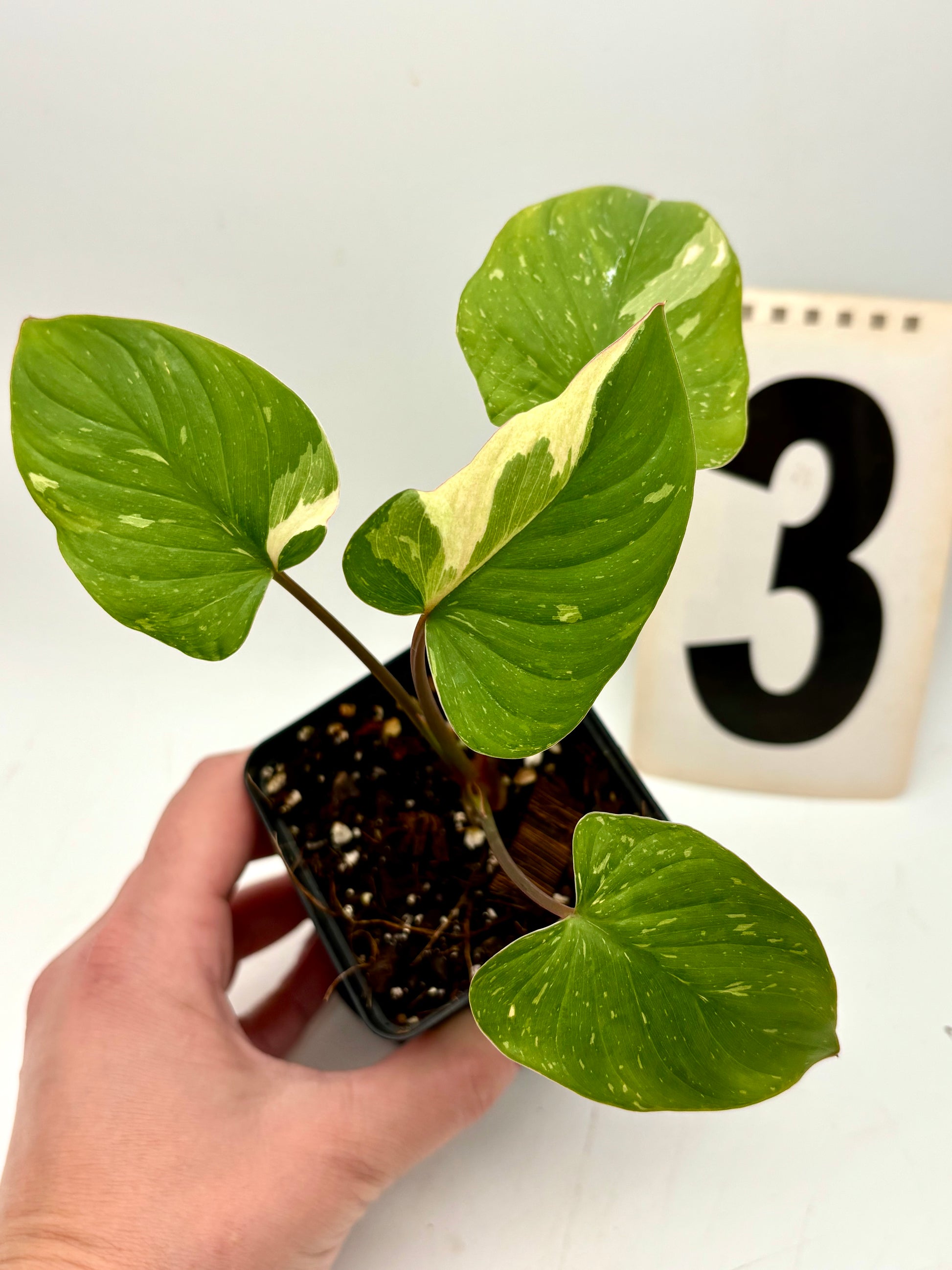 Homalomena Rubescens Variegata