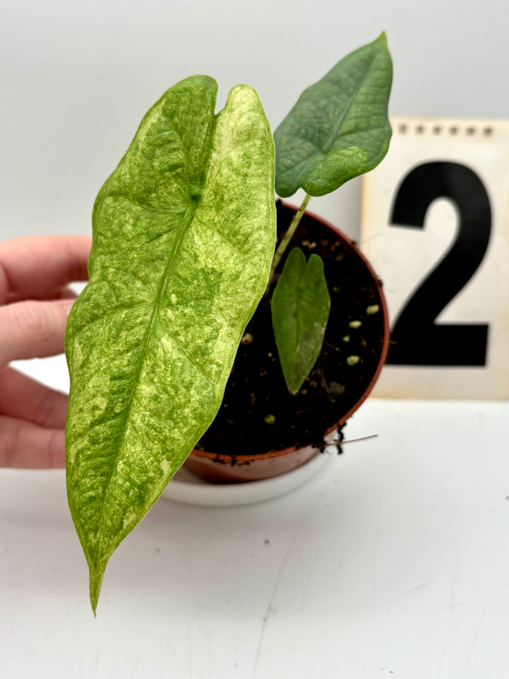 Alocasia Carpet sp Sulawesi Variegata - Exotic-Flowers
