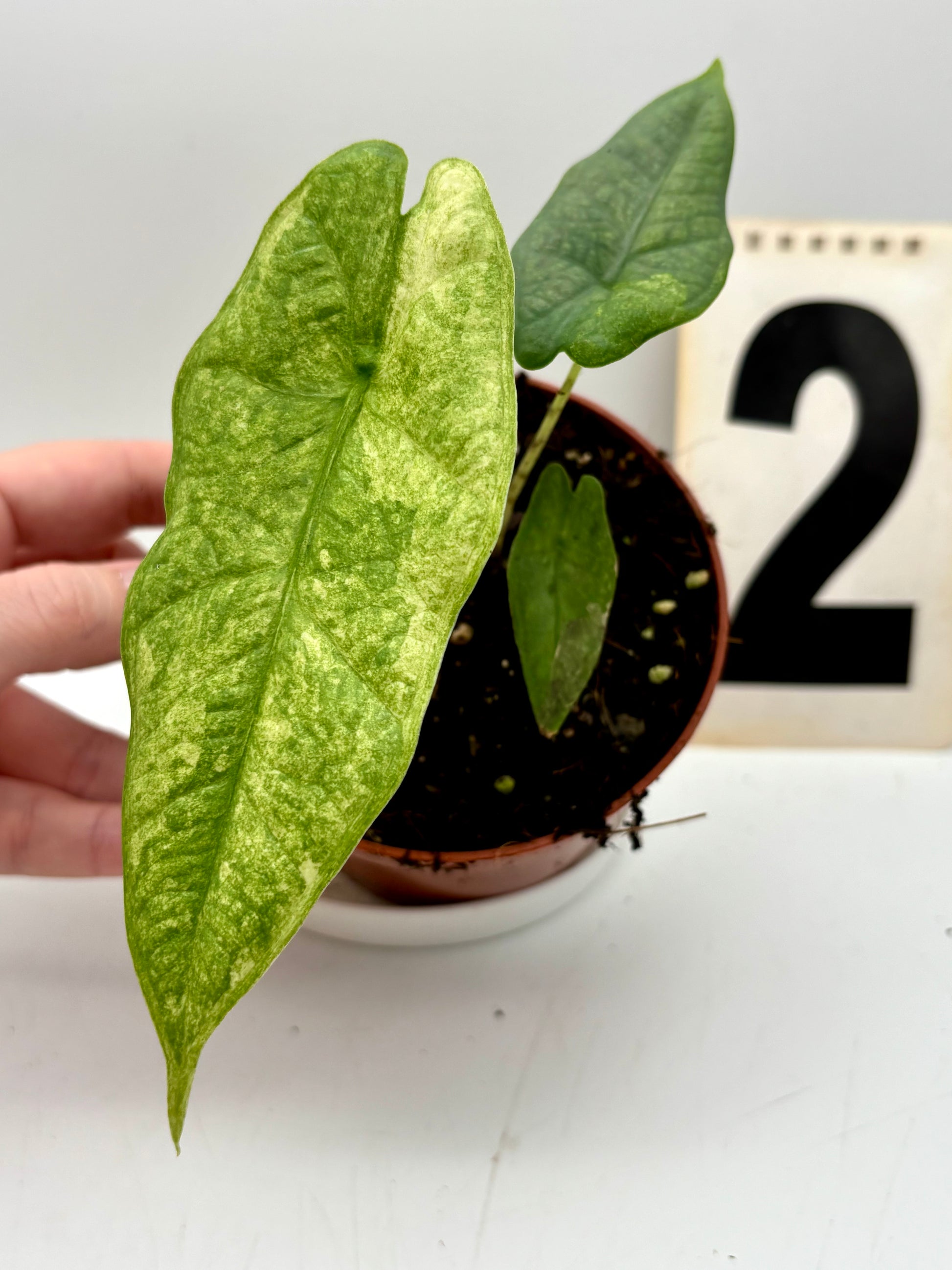 Alocasia Carpet sp Sulawesi Variegata - Exotic-Flowers