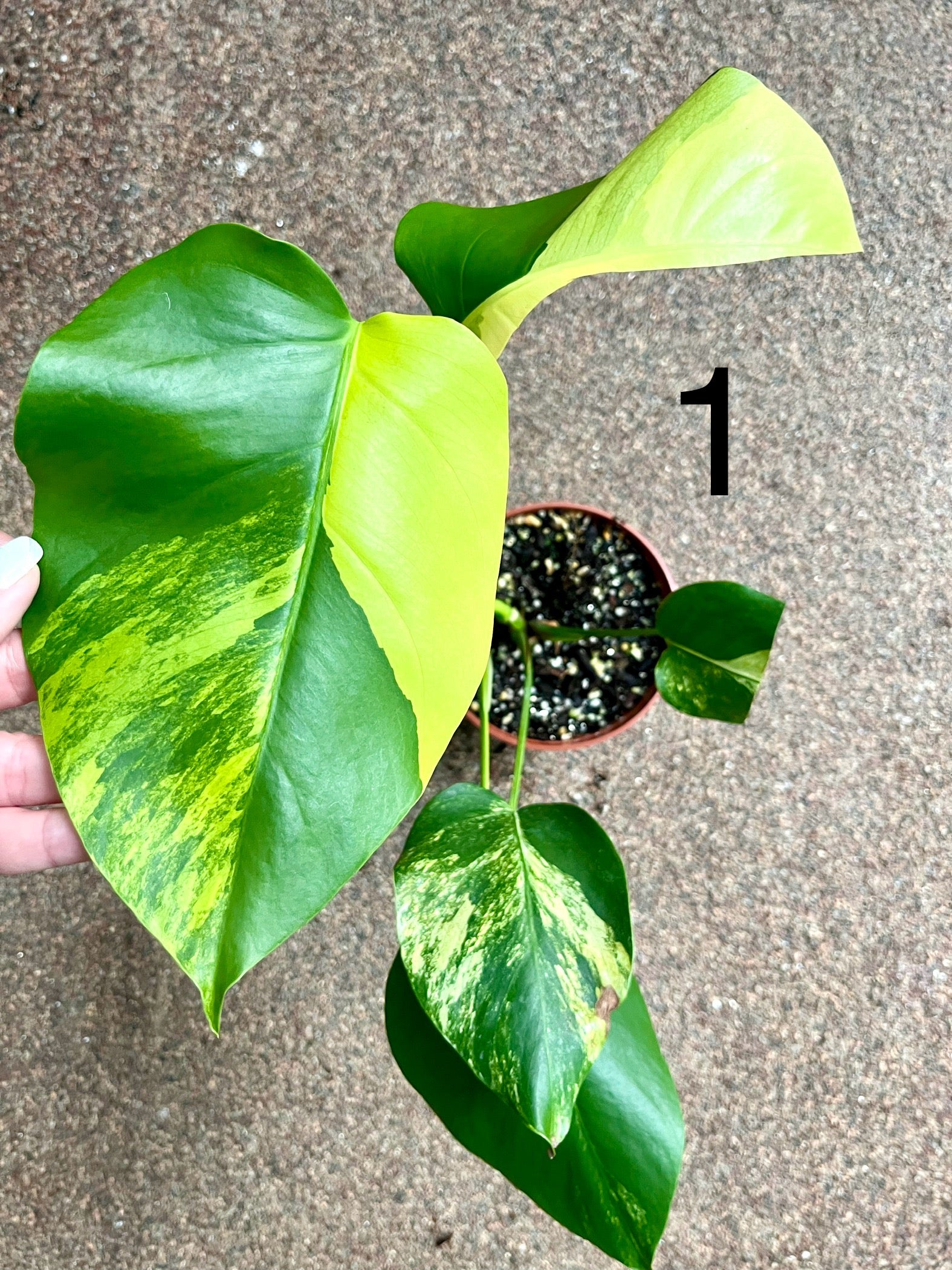 Monstera Aurea Variegata