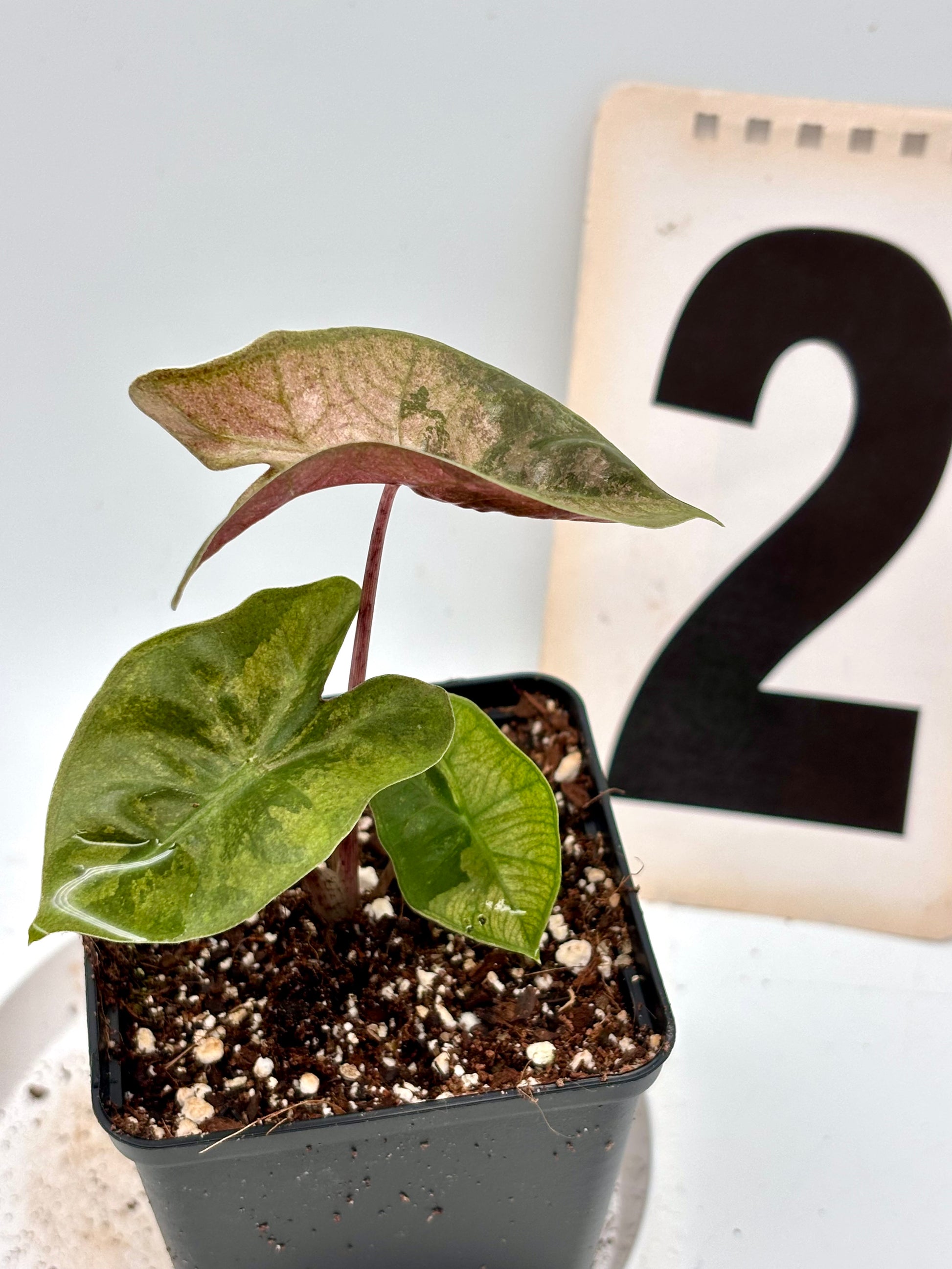 Alocasia Pseudo Sanderiana Pink Variegata