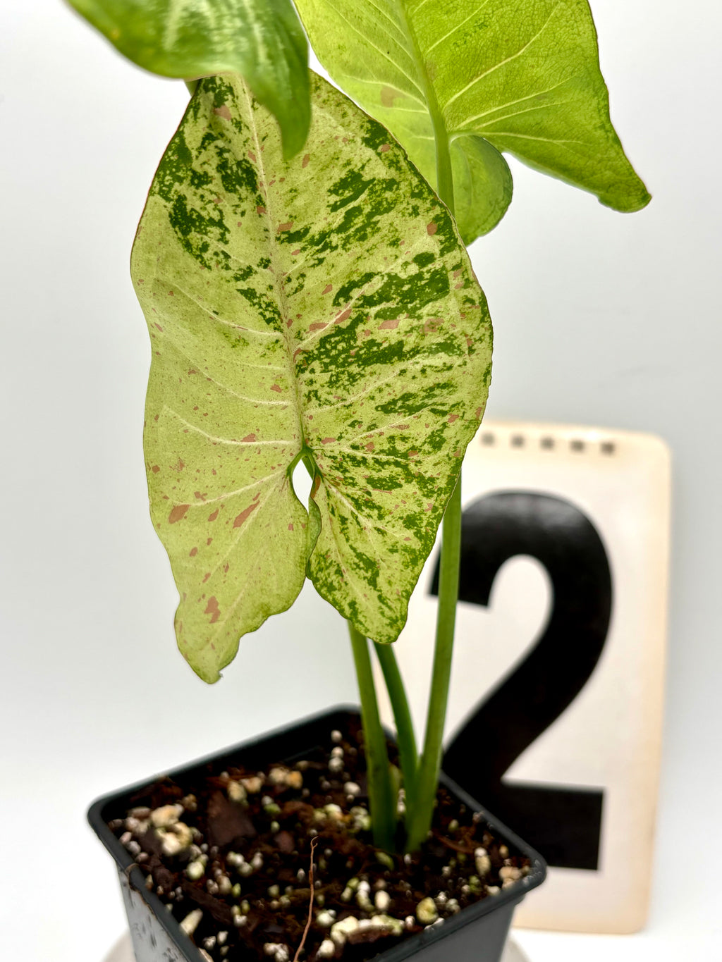 Syngonium Confetti Tricolor