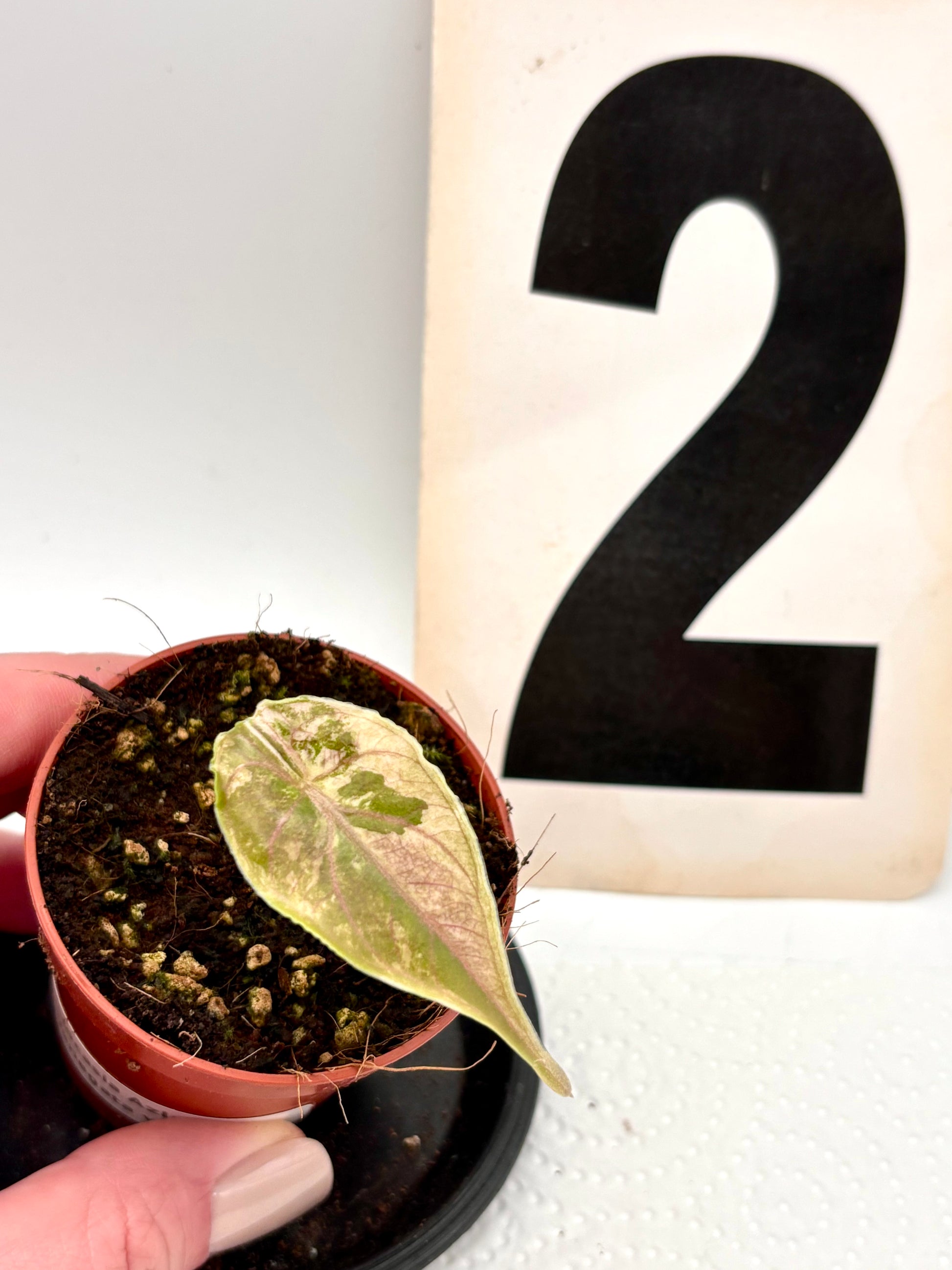 Alocasia Azlanii Variegata
