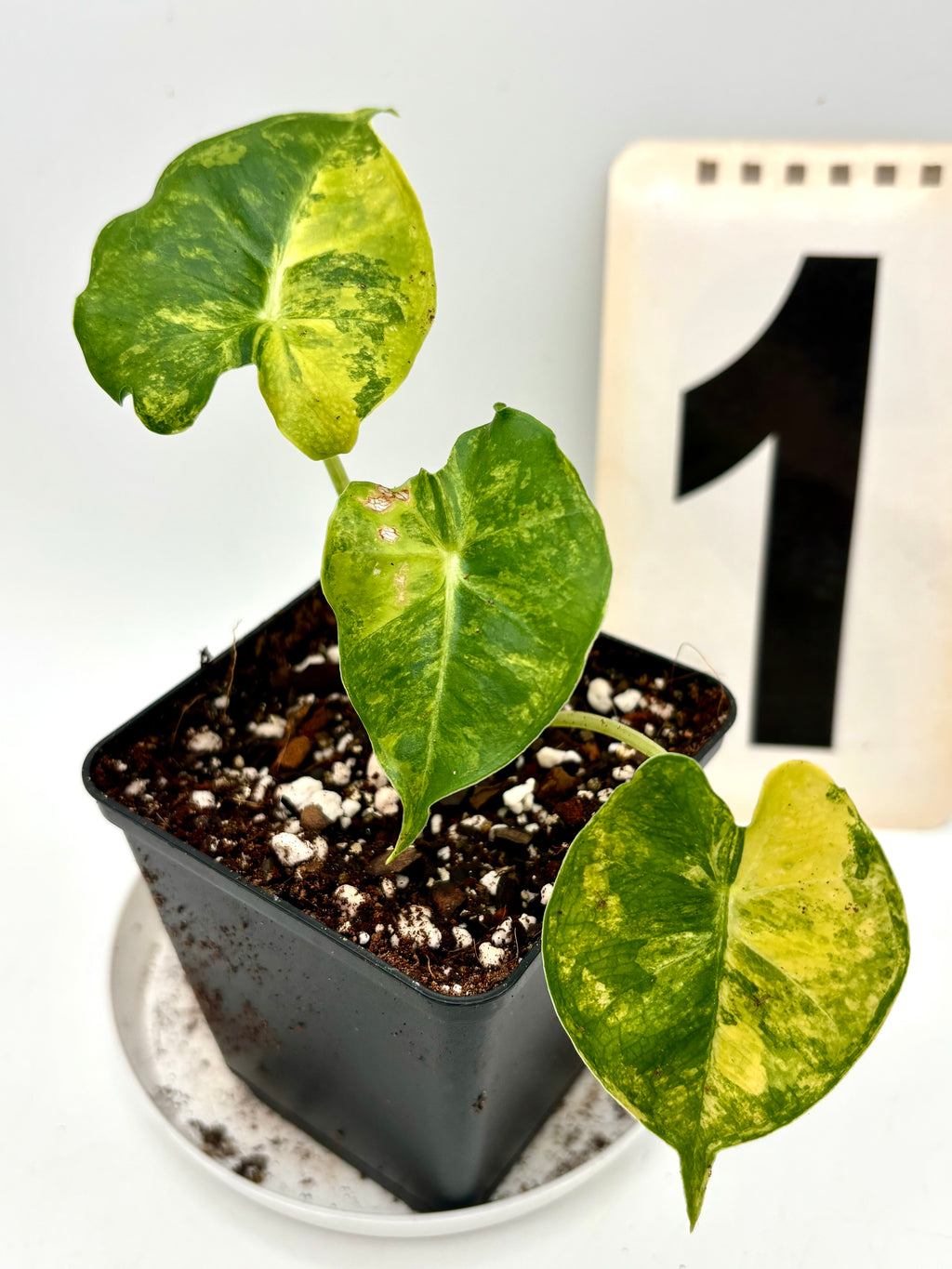 Alocasia London Eye Variegata - Exotic-Flowers