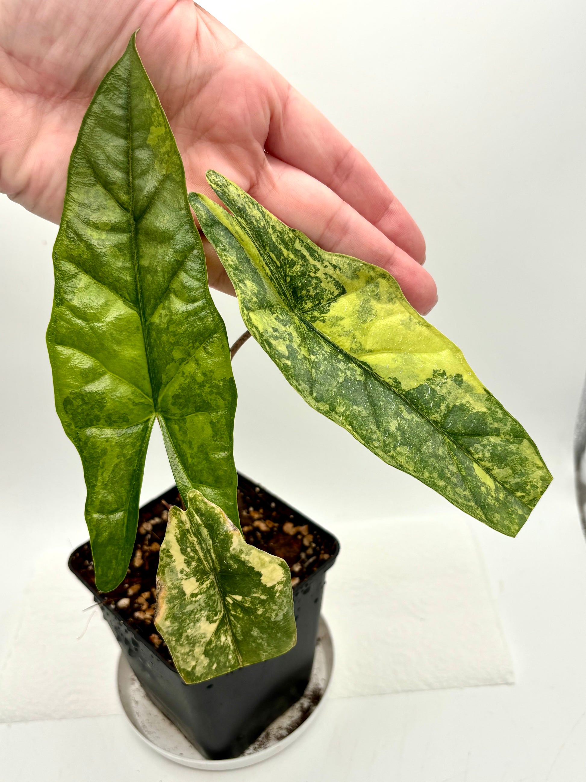 Alocasia Metallic Blue Aurea Variegata Pflanze von Exotic-Flowers mit bläulich-metallischem Blattmuster und goldenen Variegationen.