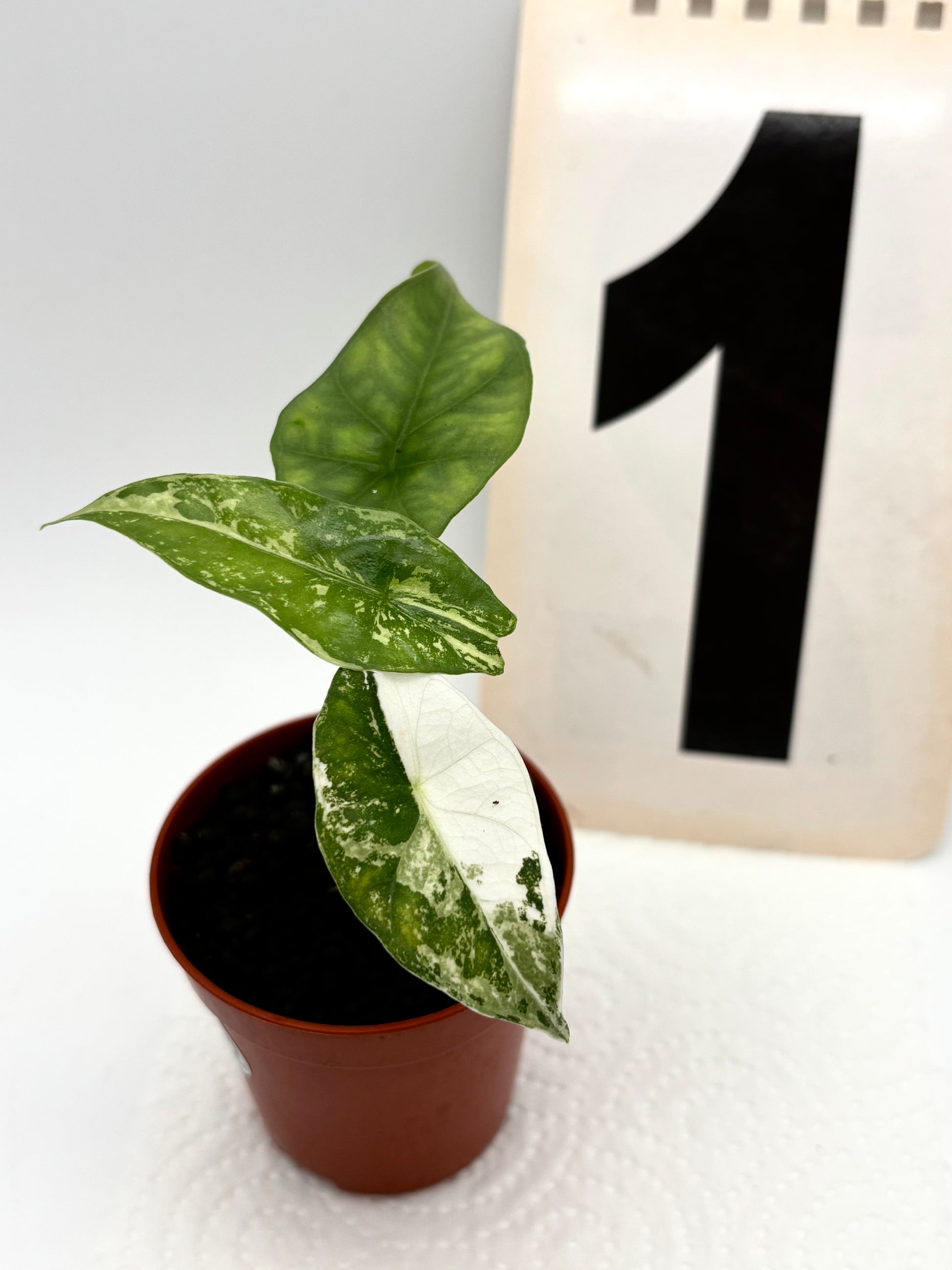 Alocasia Simpo Albo Variegata