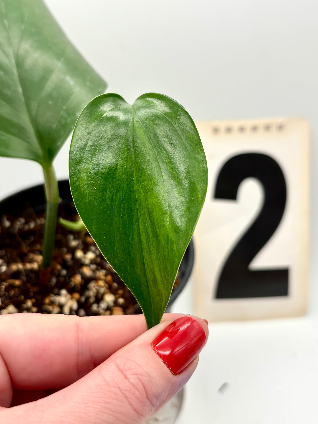 Philodendron Dragon Tail Variegata - Exotic-Flowers