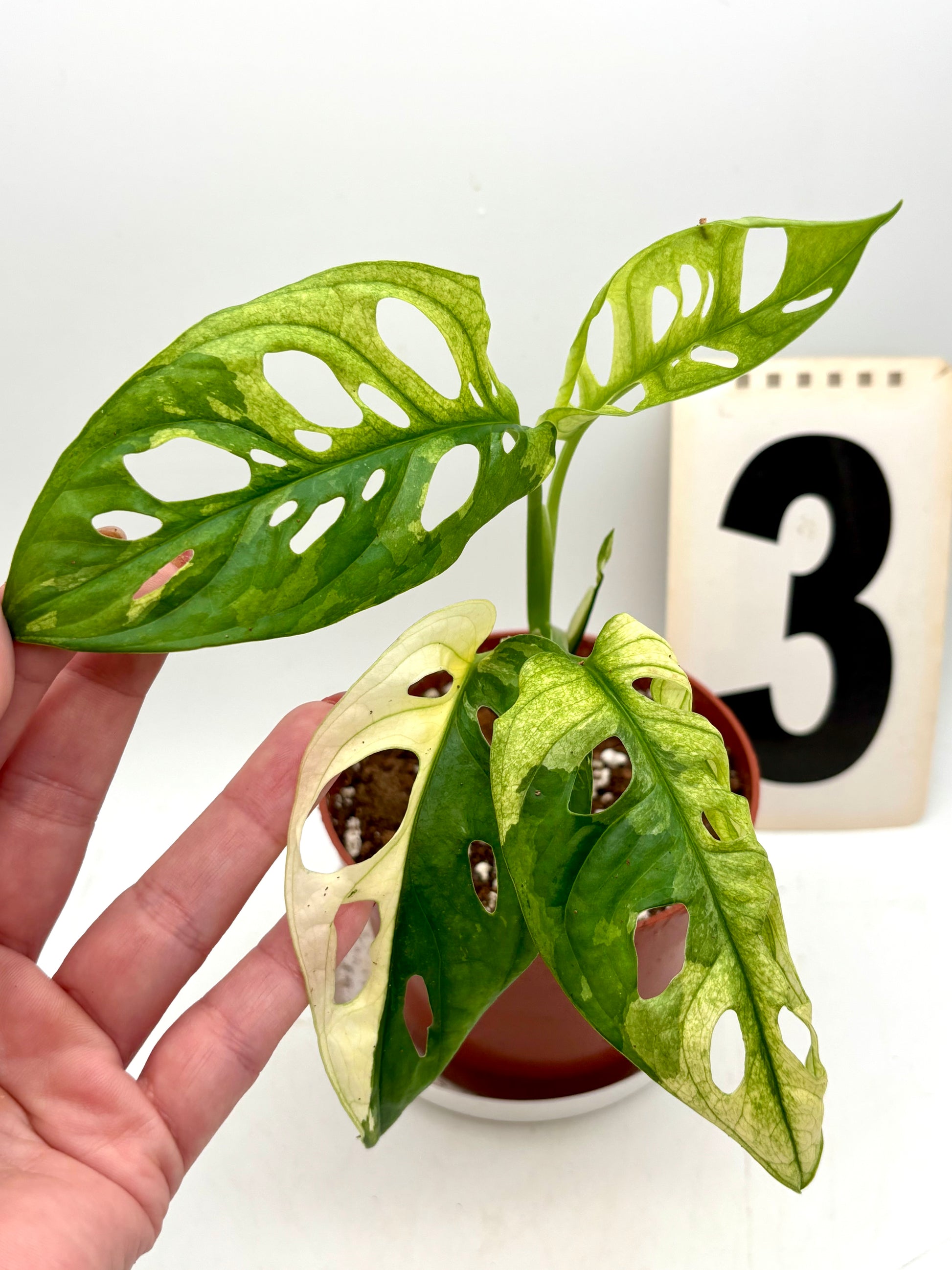 Monstera Adansonii Variegata