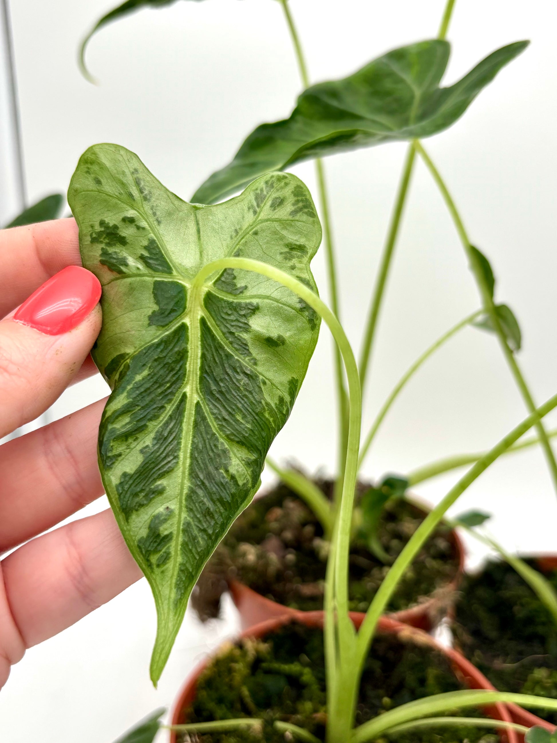 Alocasia Frydek Pflanze von Exotic-Flowers mit großen grünen Blättern und markanten Adern, im Topf auf natürlichem Hintergrund.