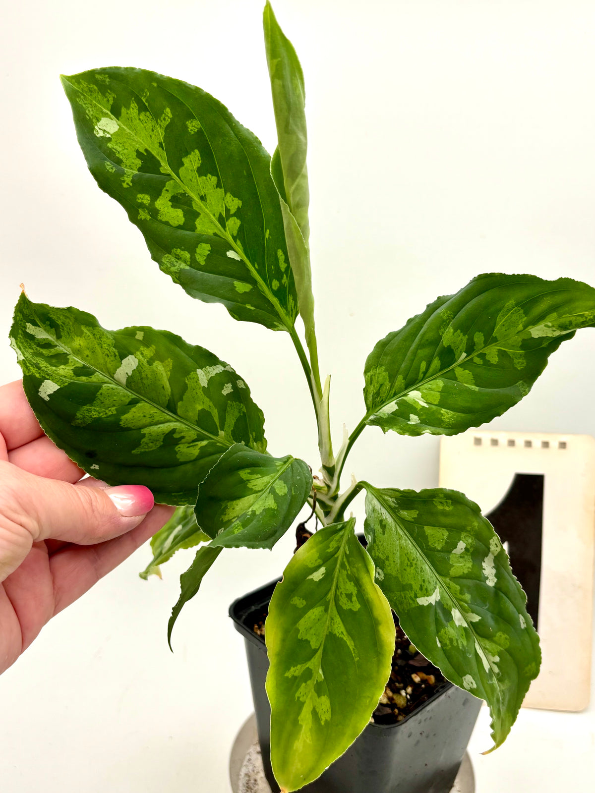 Aglaonema Pictum Tricolor