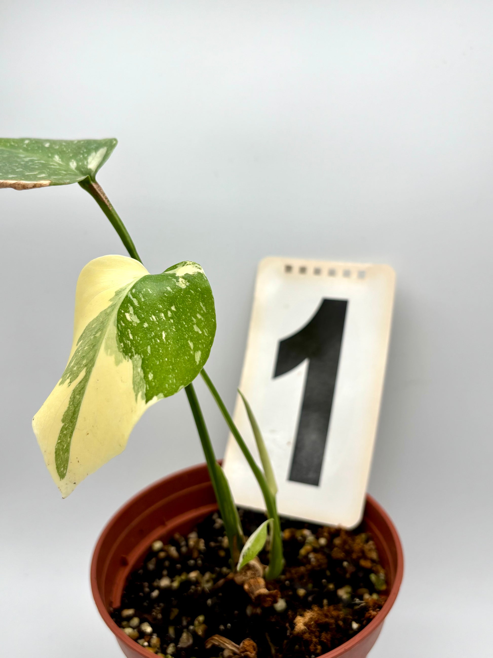 Monstera Thai Constellation