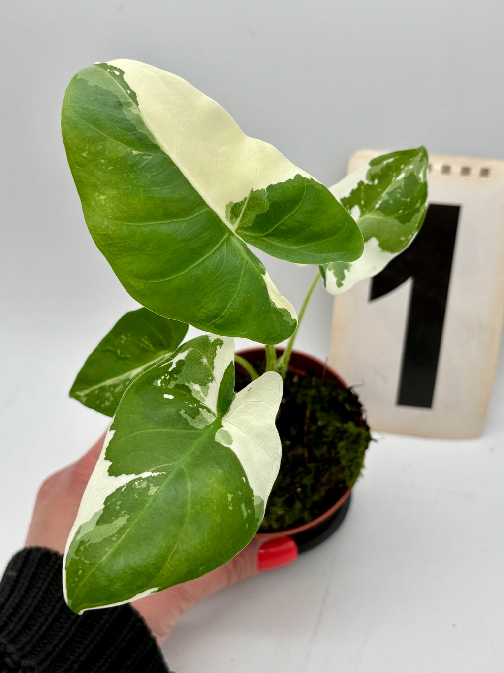 Alocasia Macrorrhiza Albo Variegata - Exotic-Flowers