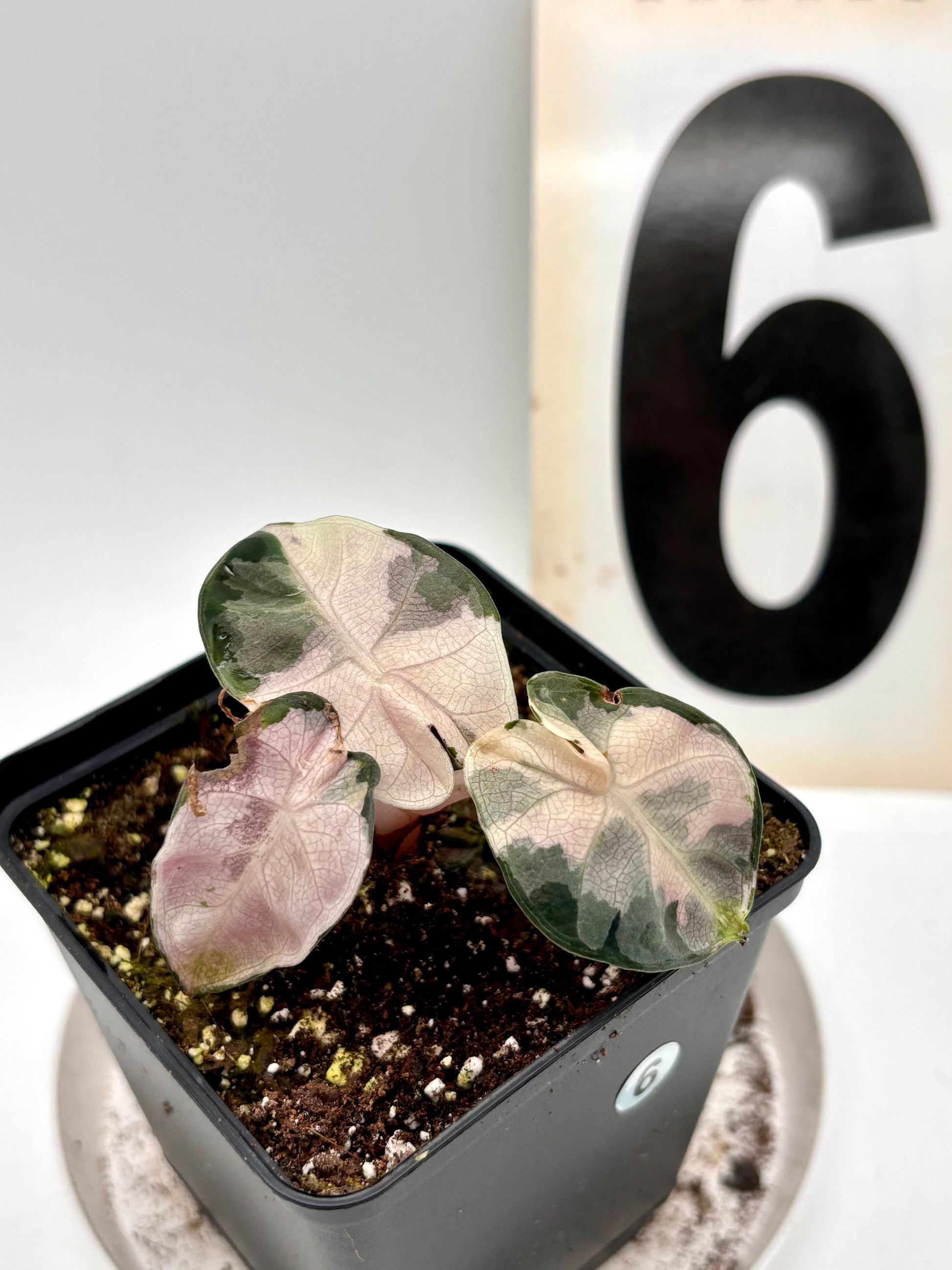 Alocasia Balloon Heart Variegata - Exotic-Flowers