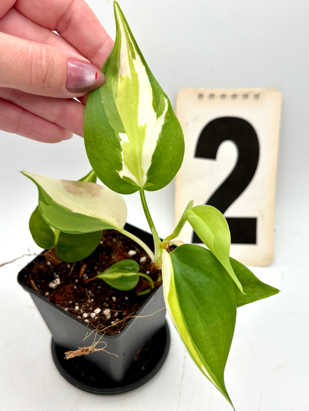 Exotic-Flowers Philodendron Cream Splash Pflanze mit grünen Blättern mit cremefarbenen Mustern, Zimmerpflanze für Innenräume